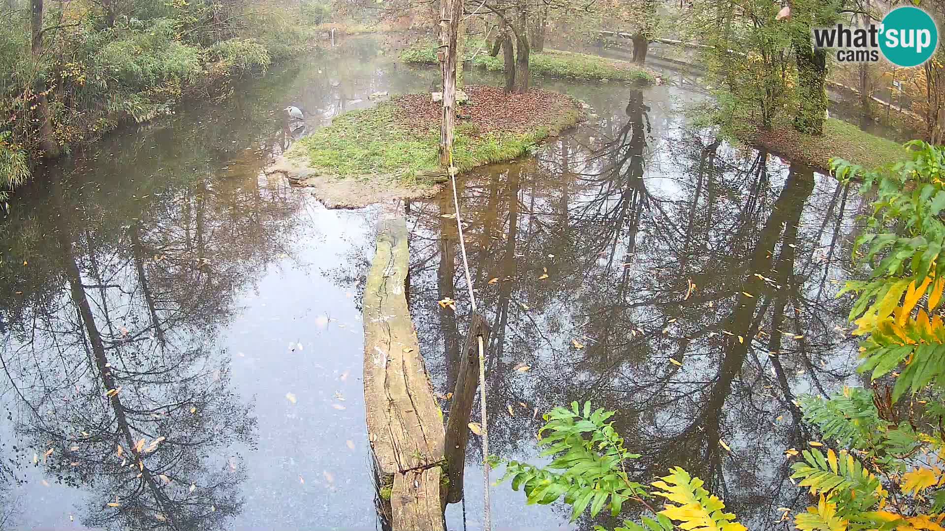 Navadni vari v živo – Ljubljana živalski vrt