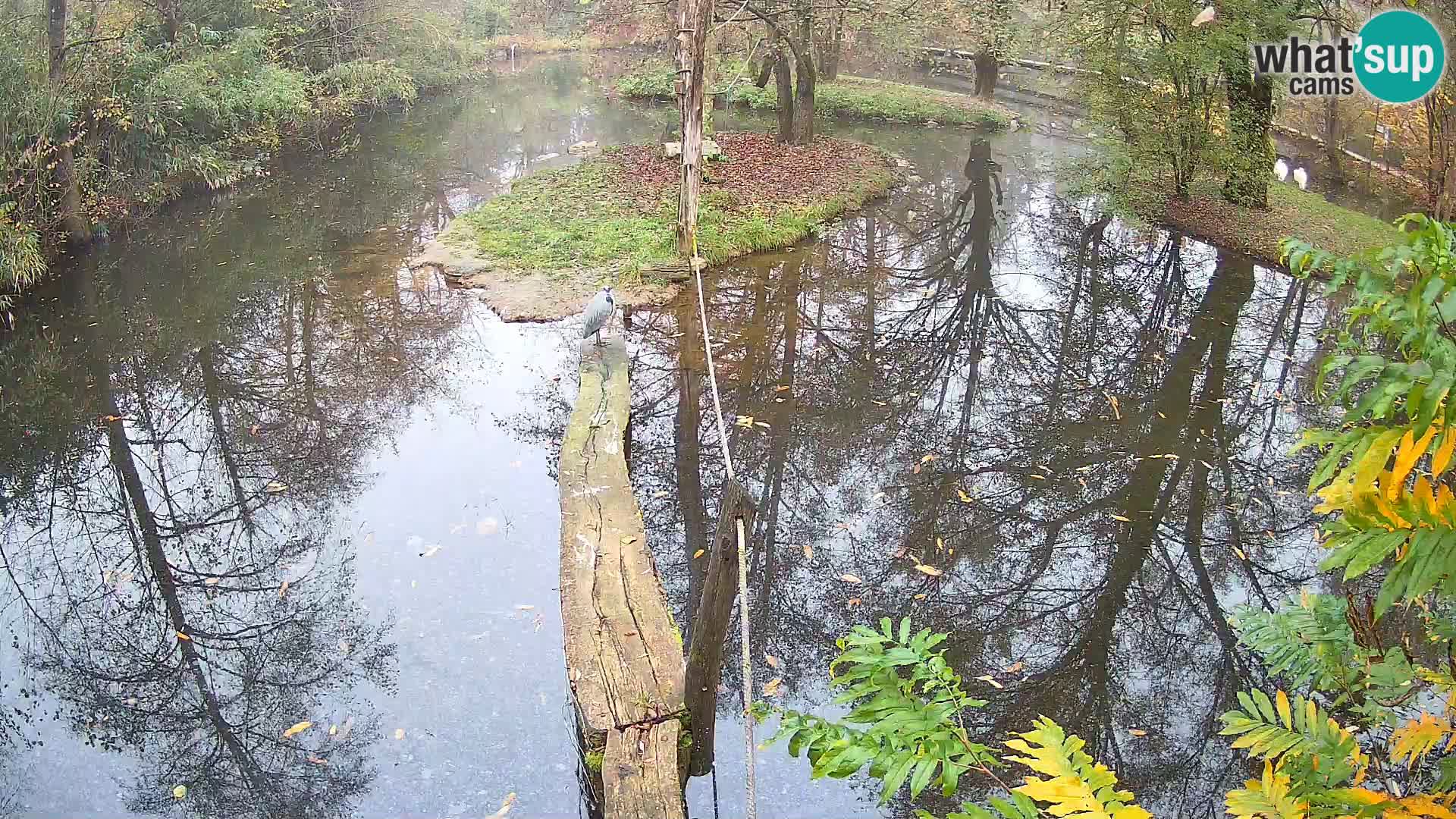 Navadni vari u živo – Ljubljana zoo