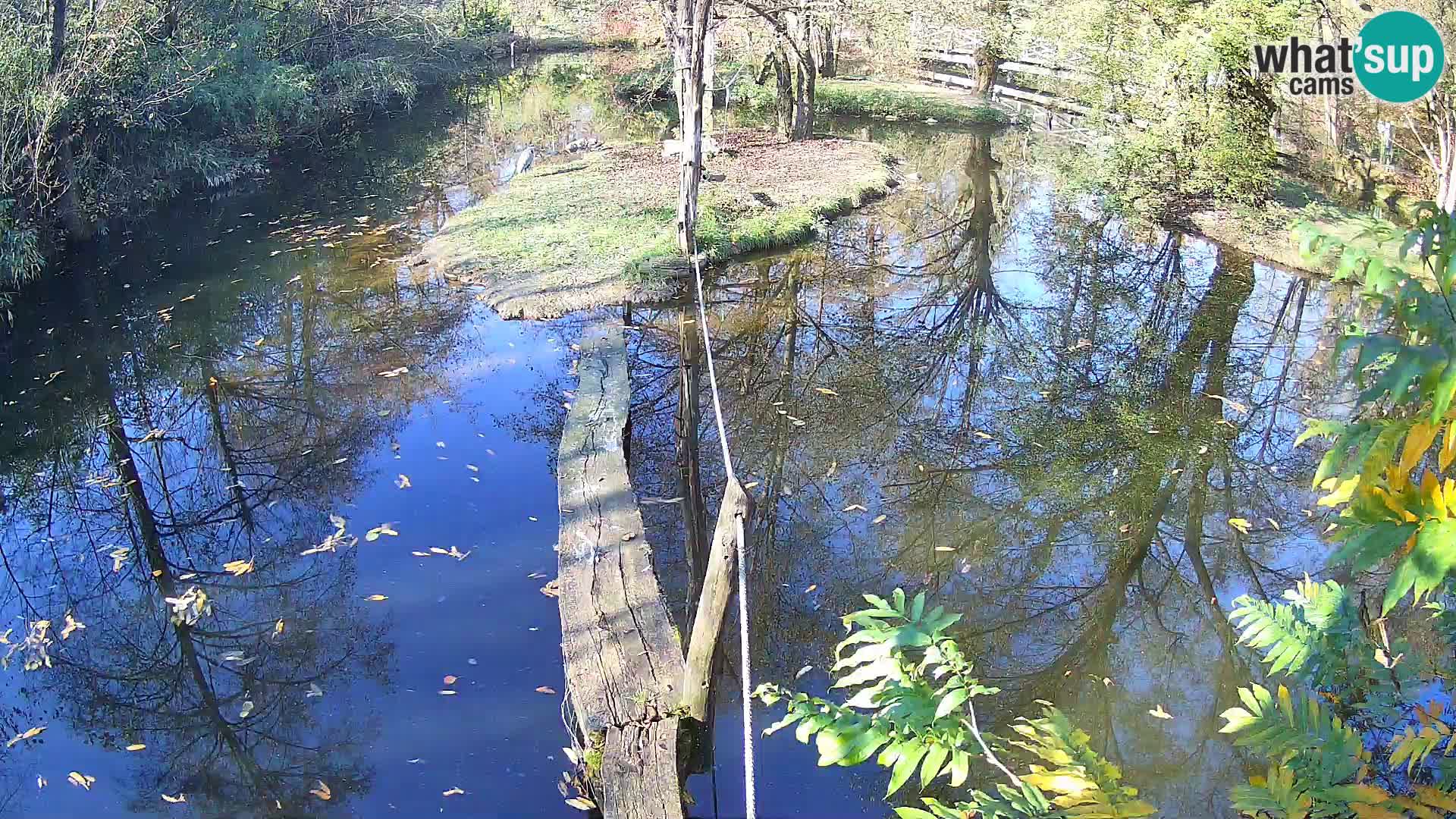 Black and white ruffed lemur Ljubljana Zoo live cam