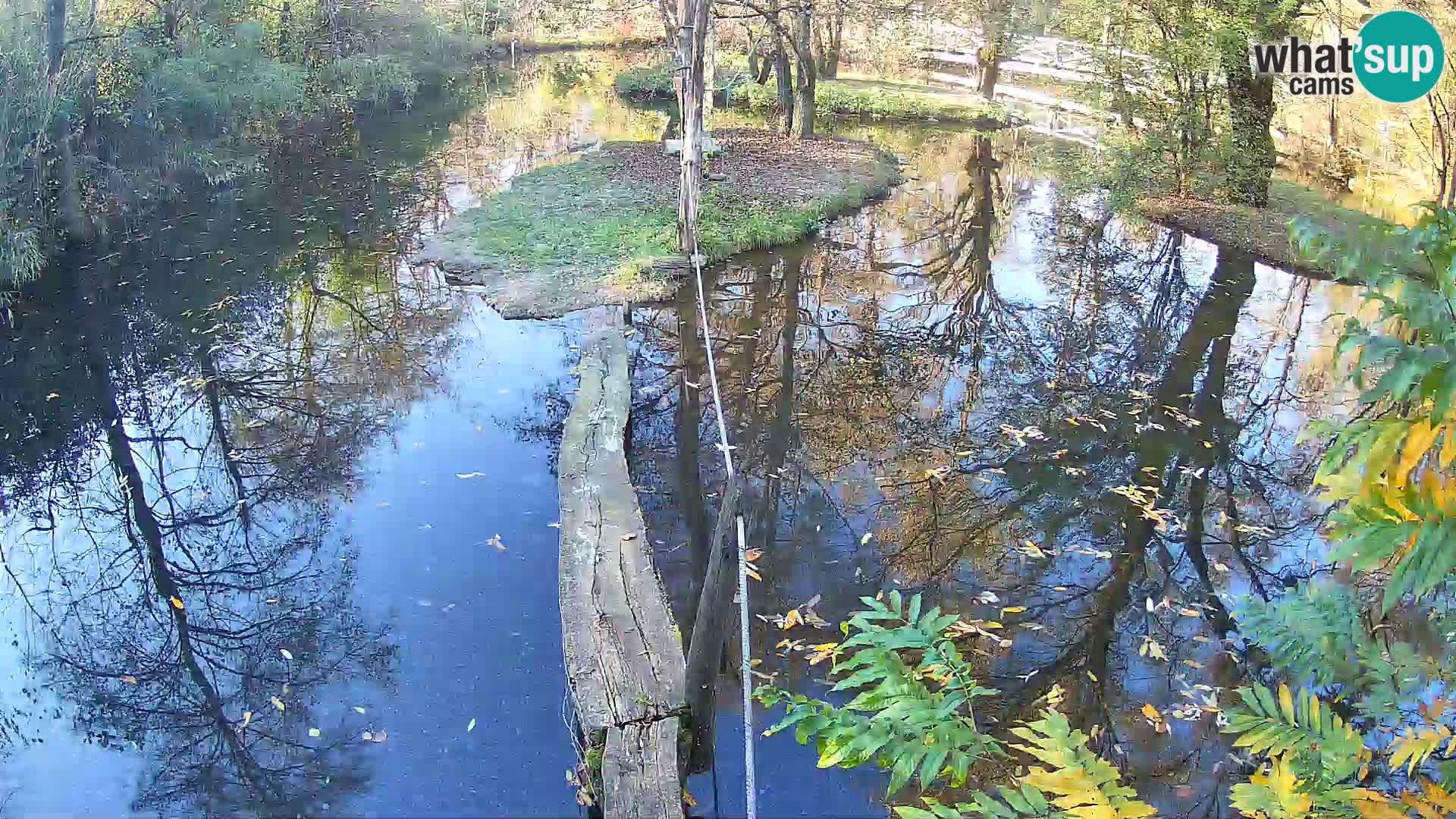 Navadni vari u živo – Ljubljana zoo