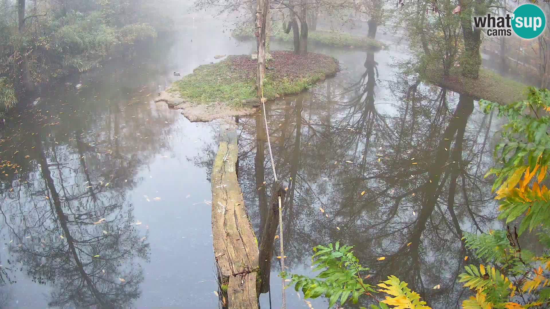 Navadni vari u živo – Ljubljana zoo