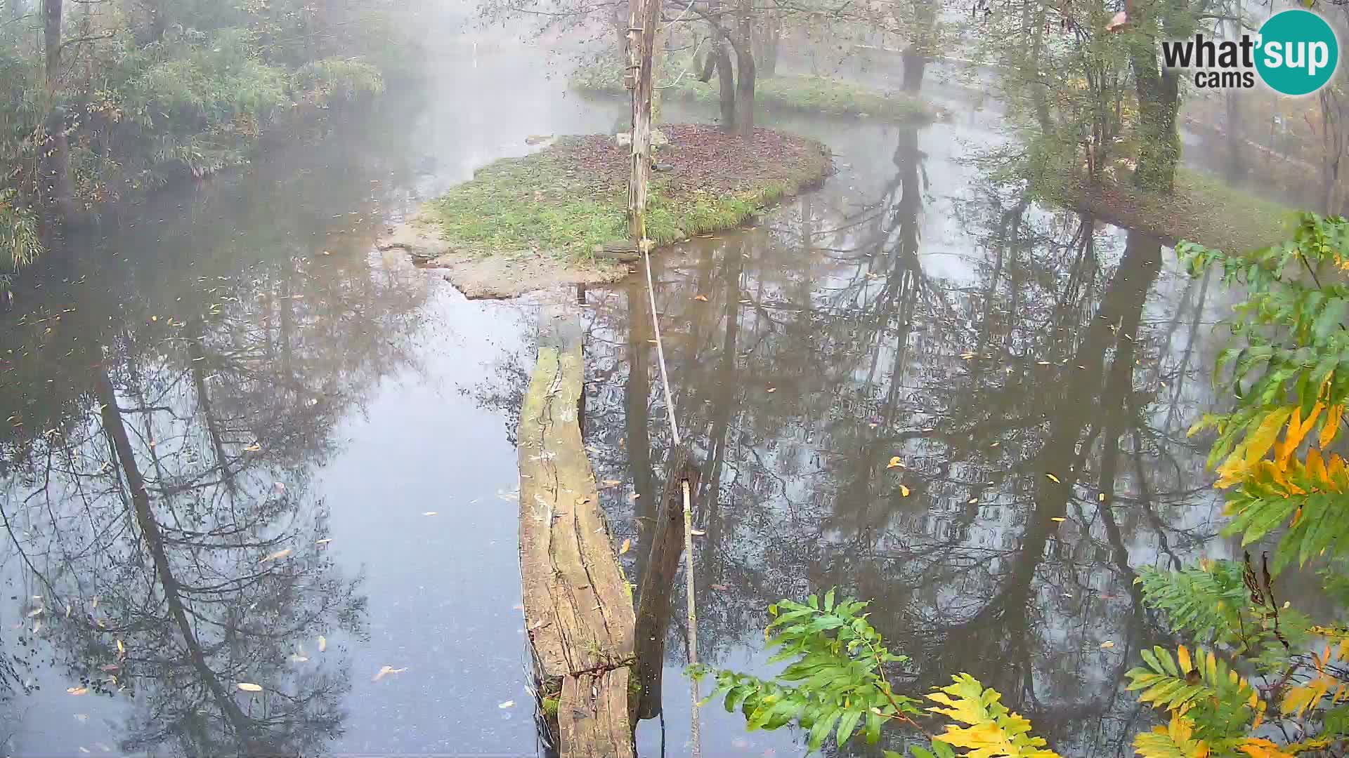 Schwarzweiße Vari Zoo Ljubljana webcam