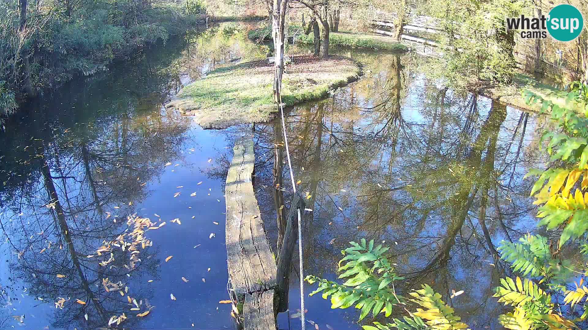 Navadni vari v živo – Ljubljana živalski vrt