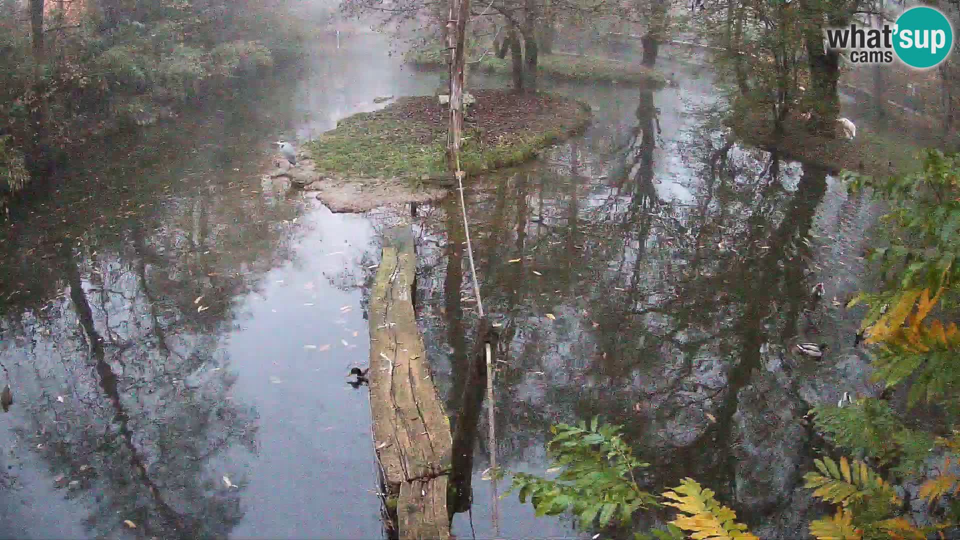 Vari bianconero Zoo Ljubljana webcam