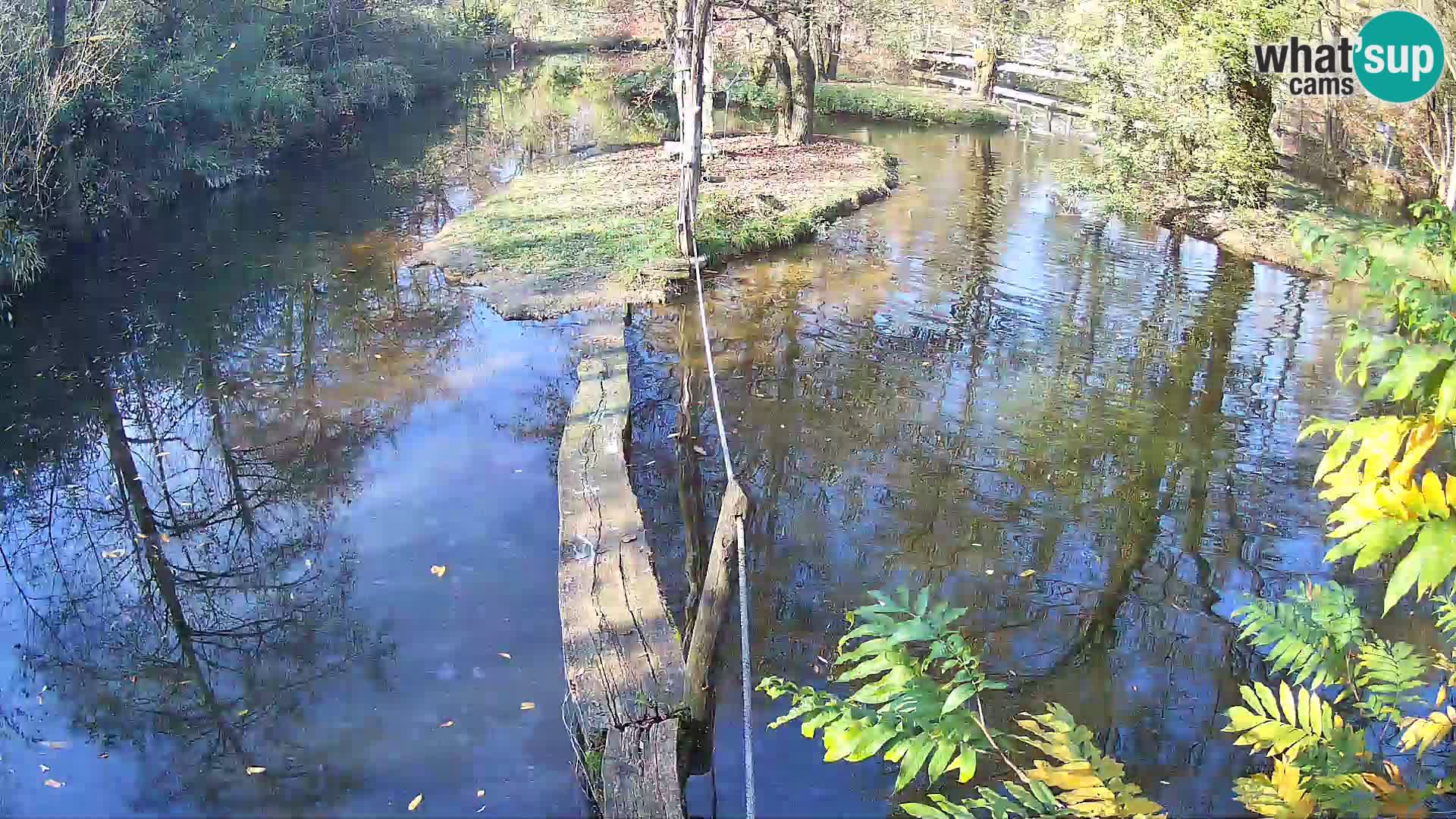 Vari bianconero Zoo Ljubljana webcam