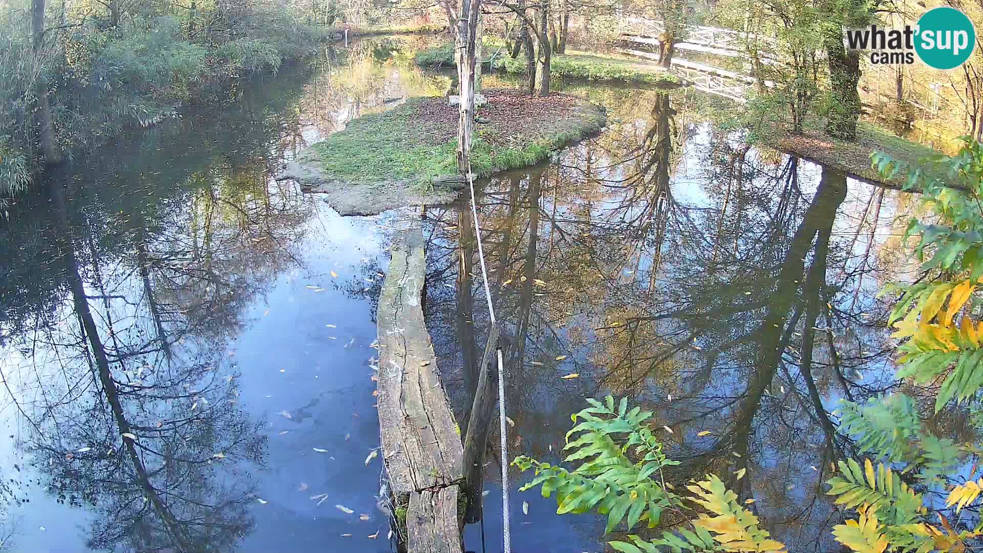 Black and white ruffed lemur Ljubljana Zoo live cam