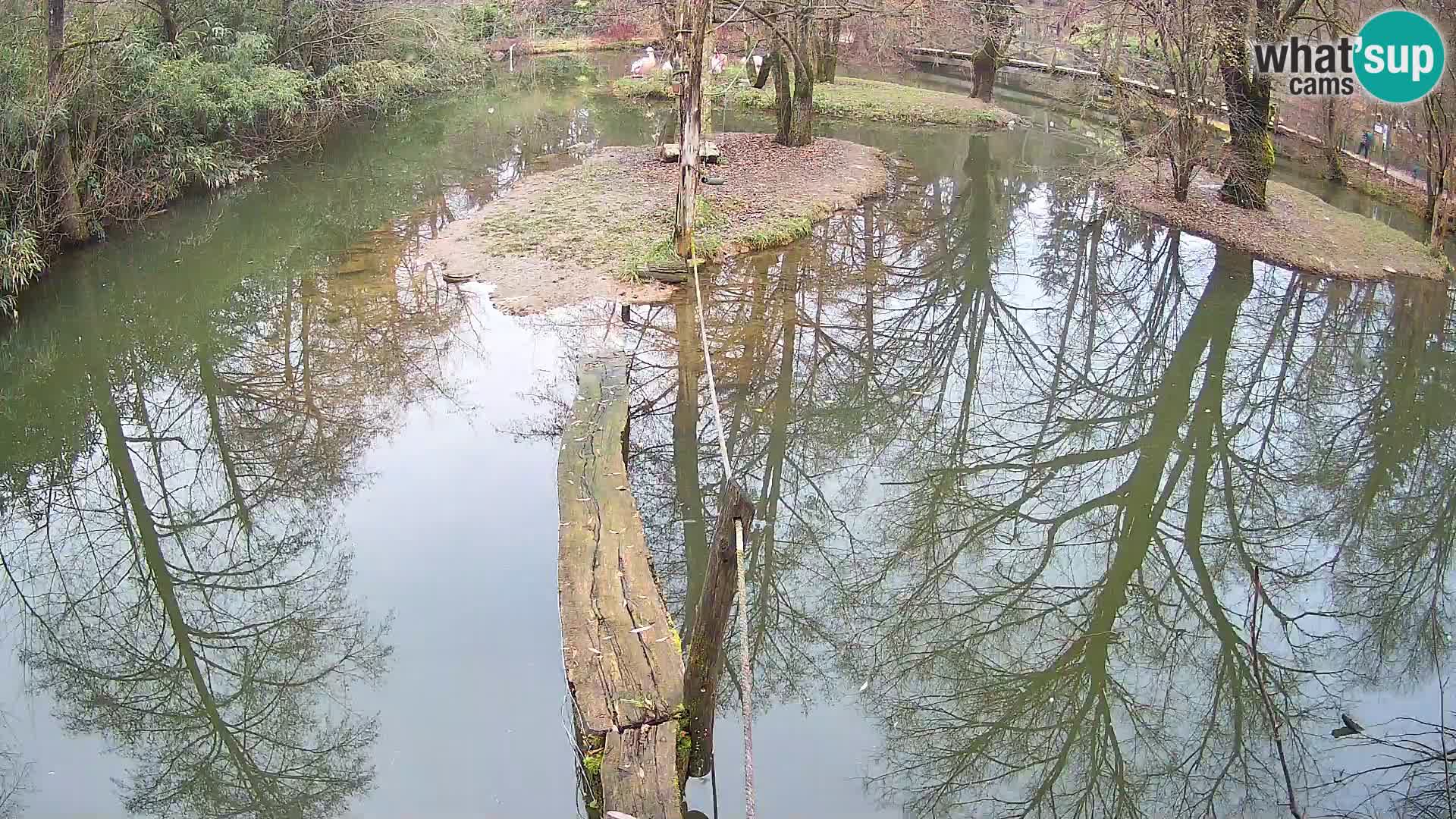 Black and white ruffed lemur Ljubljana Zoo live cam