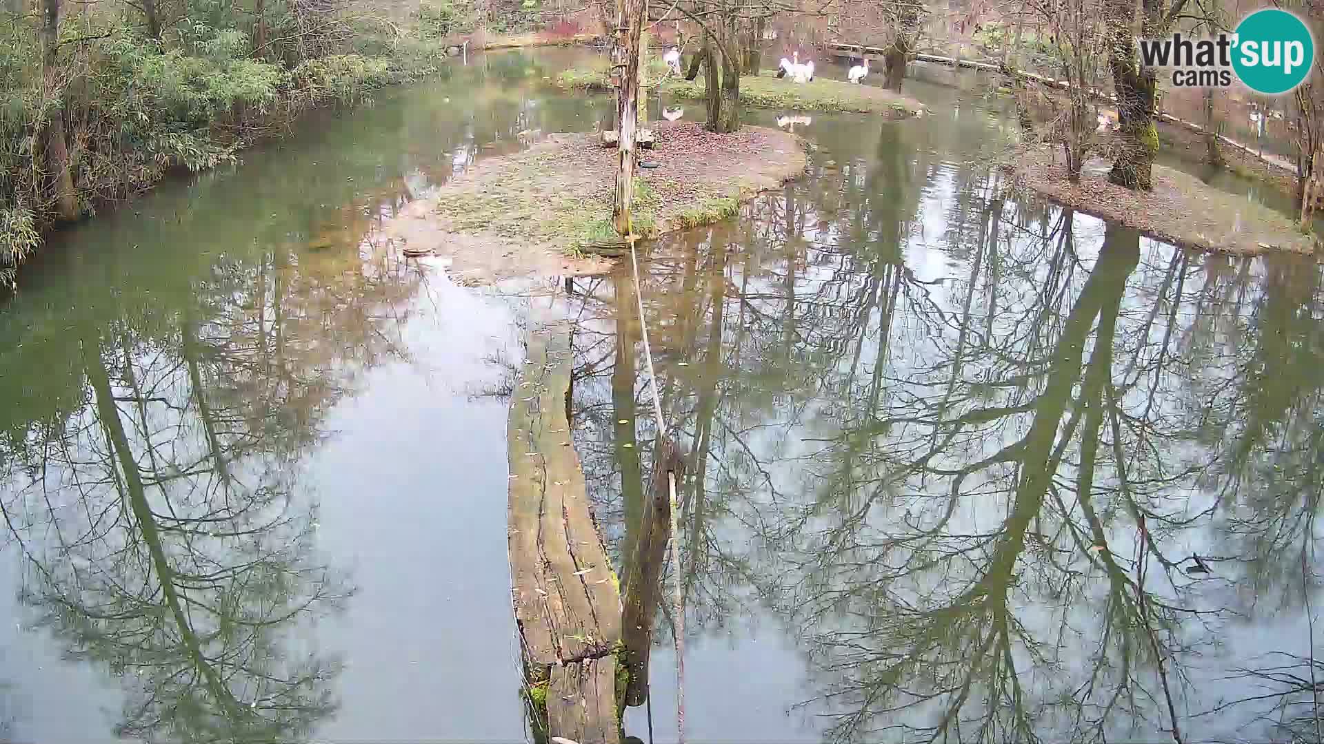 Vari bianconero Zoo Ljubljana webcam