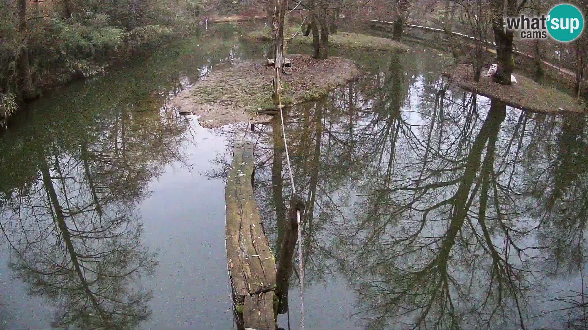 Navadni vari v živo – Ljubljana živalski vrt
