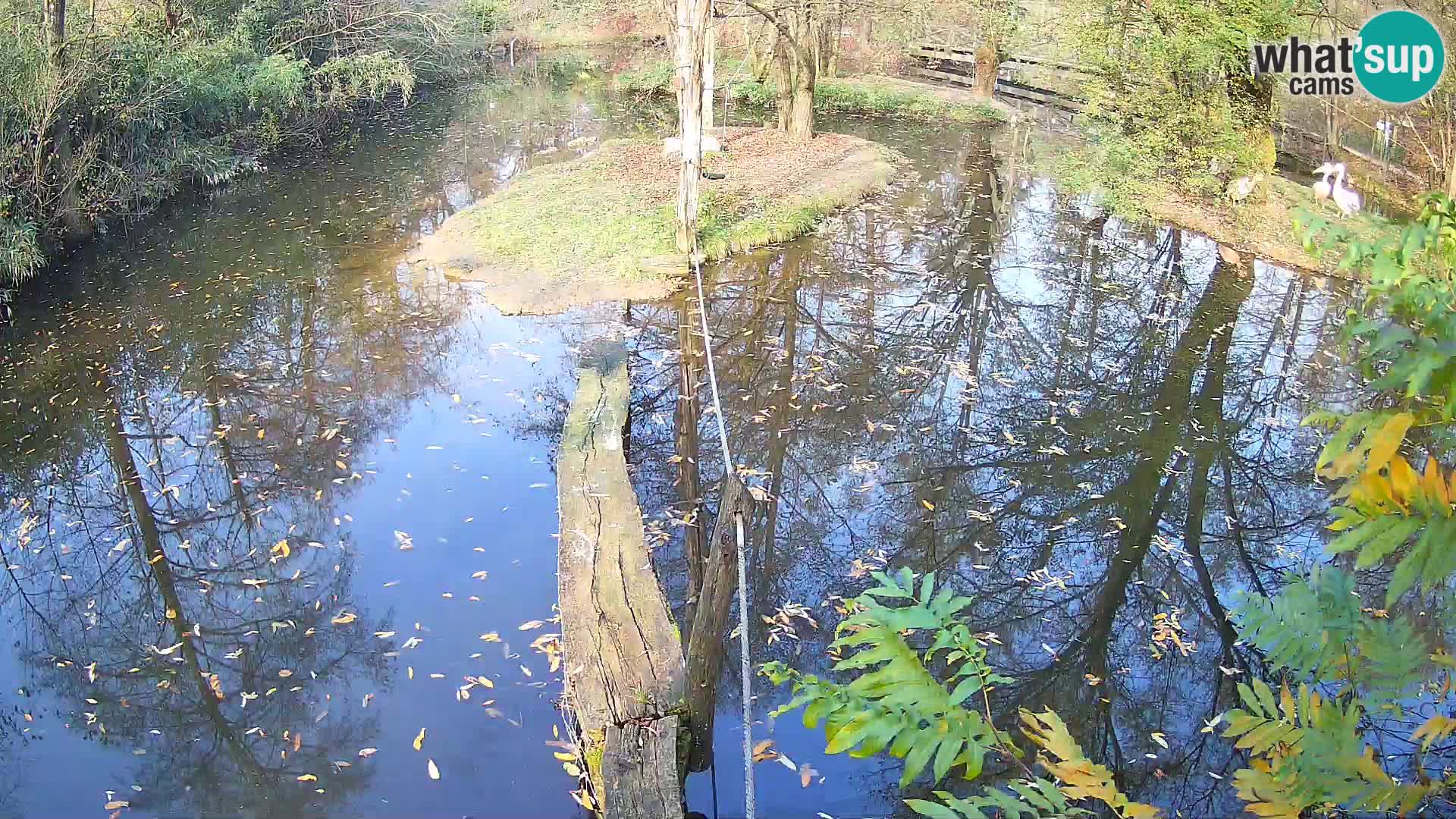 Navadni vari u živo – Ljubljana zoo