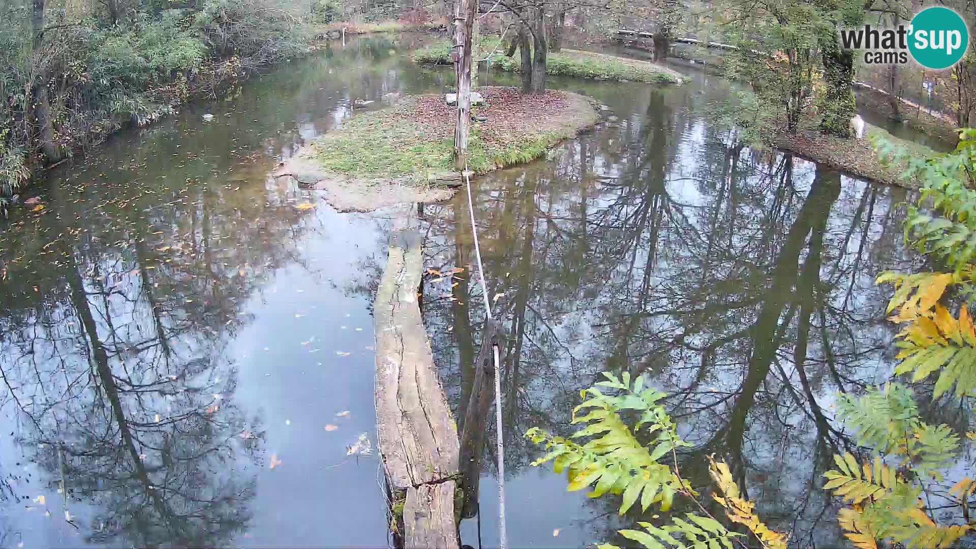 Schwarzweiße Vari Zoo Ljubljana webcam