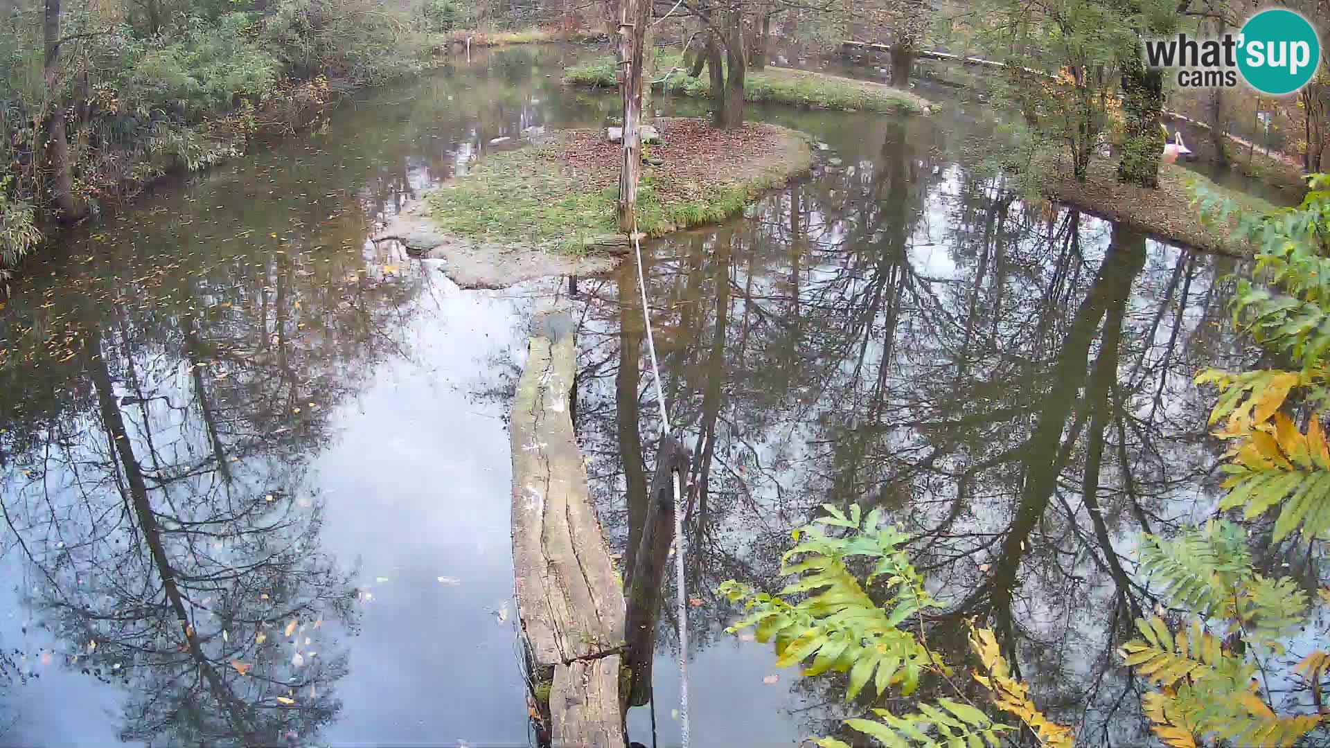 Black and white ruffed lemur Ljubljana Zoo live cam