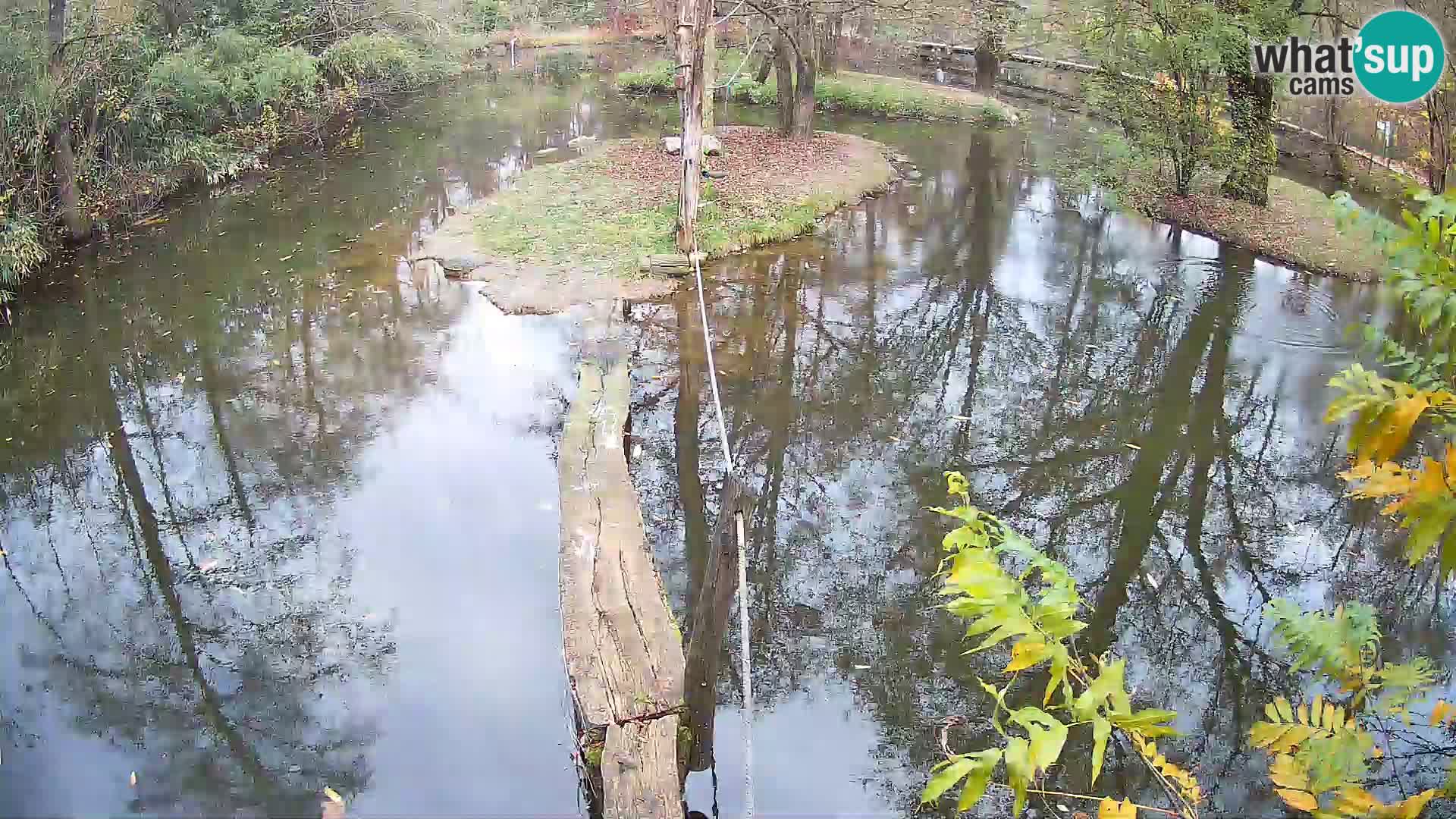 Lémur rufo blanco y negro – Ljubljana Zoo en vivo
