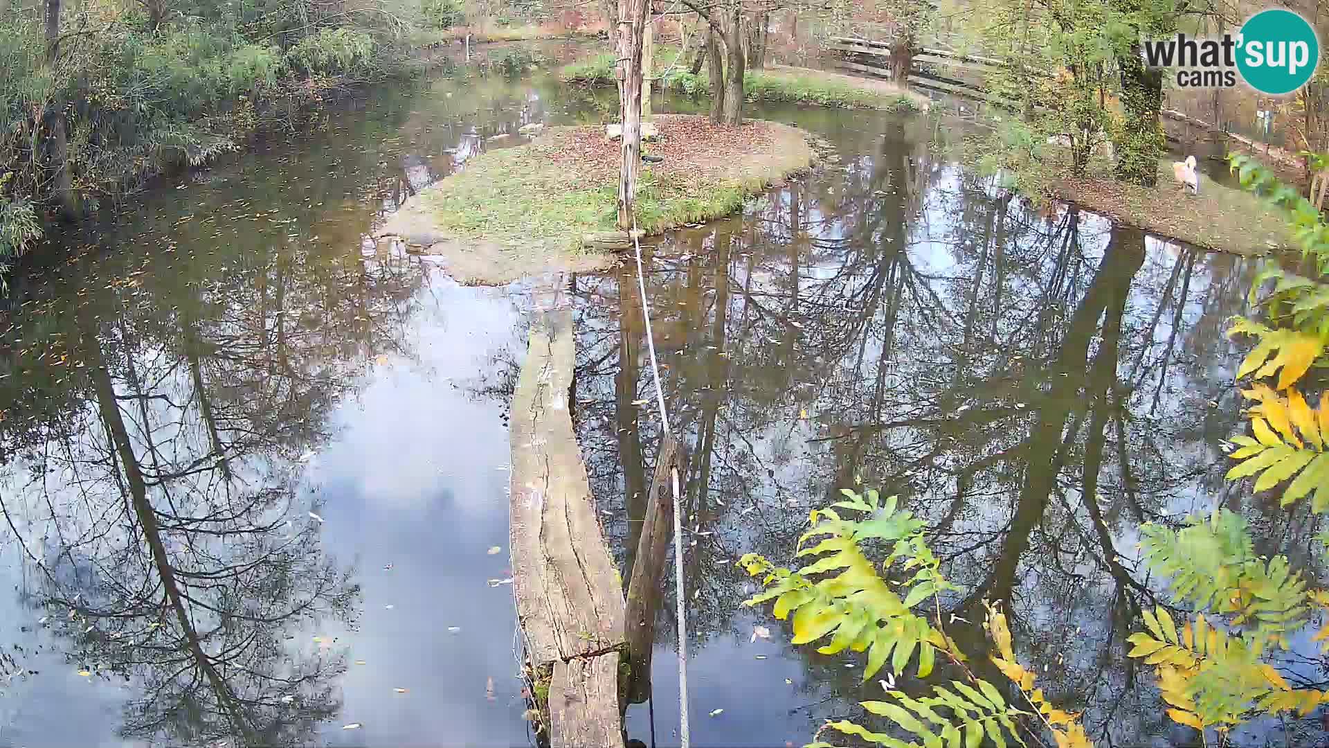 Navadni vari u živo – Ljubljana zoo
