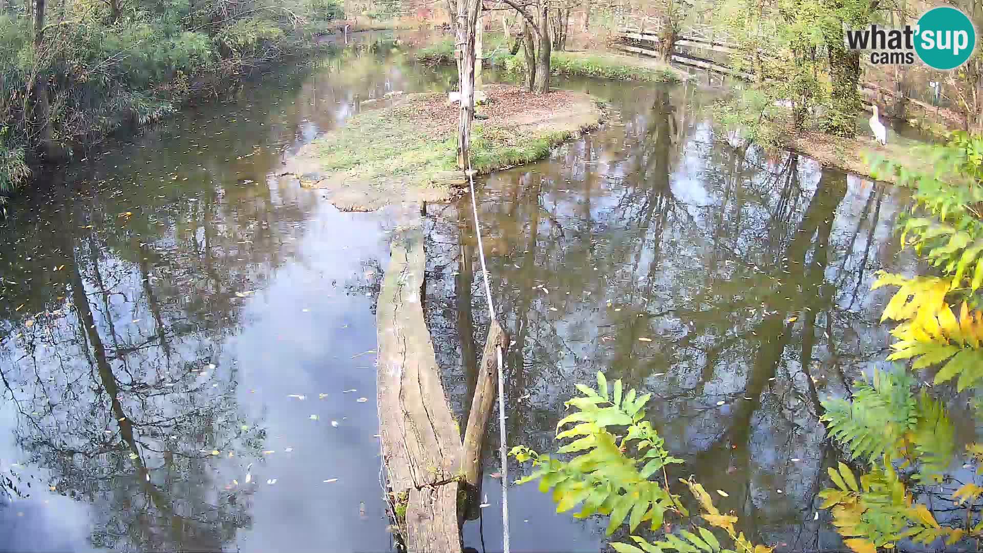 Navadni vari u živo – Ljubljana zoo