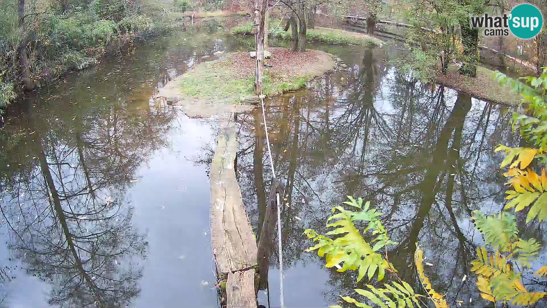 Navadni vari u živo – Ljubljana zoo