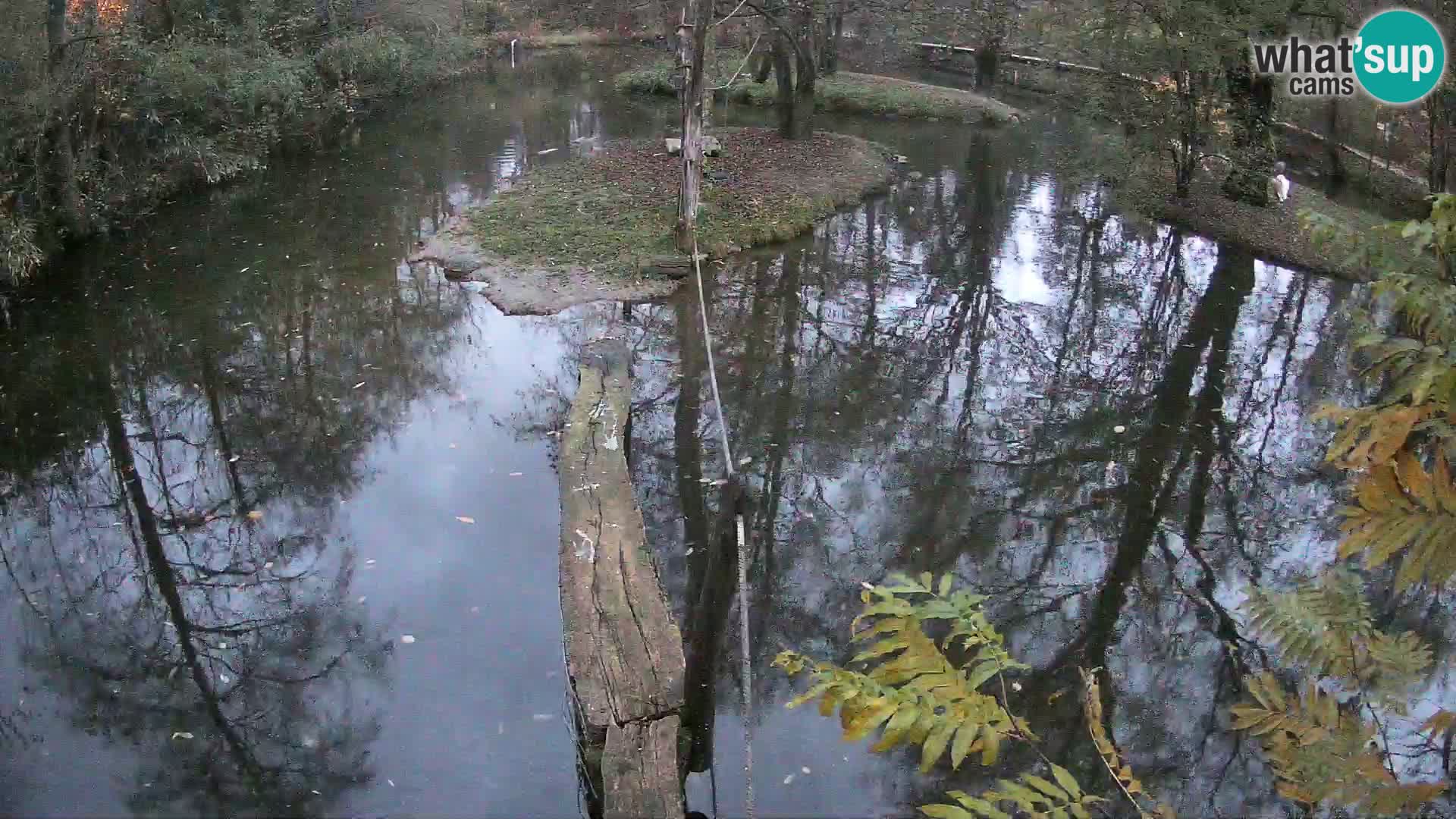 Schwarzweiße Vari Zoo Ljubljana webcam