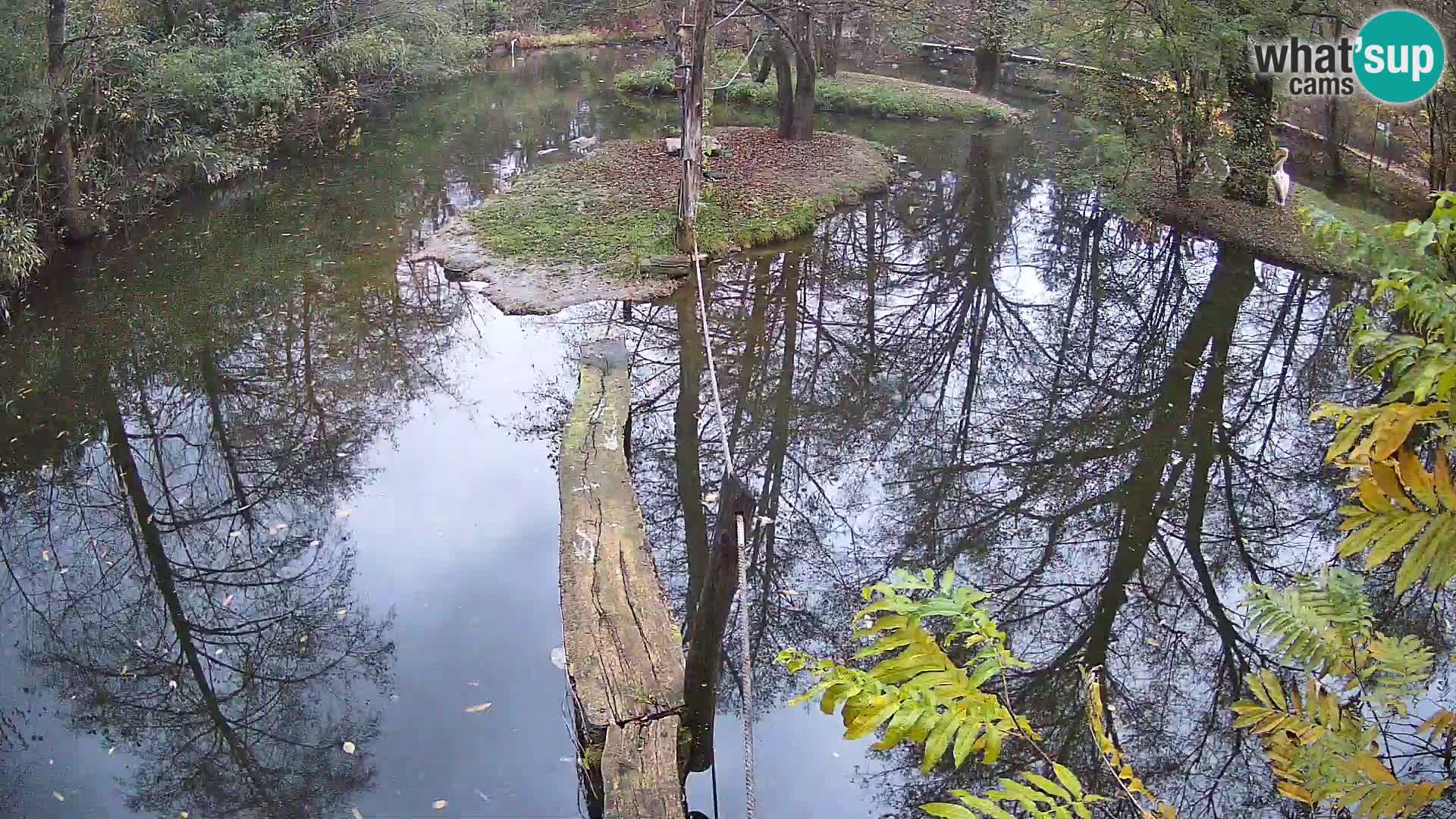 Black and white ruffed lemur Ljubljana Zoo live cam