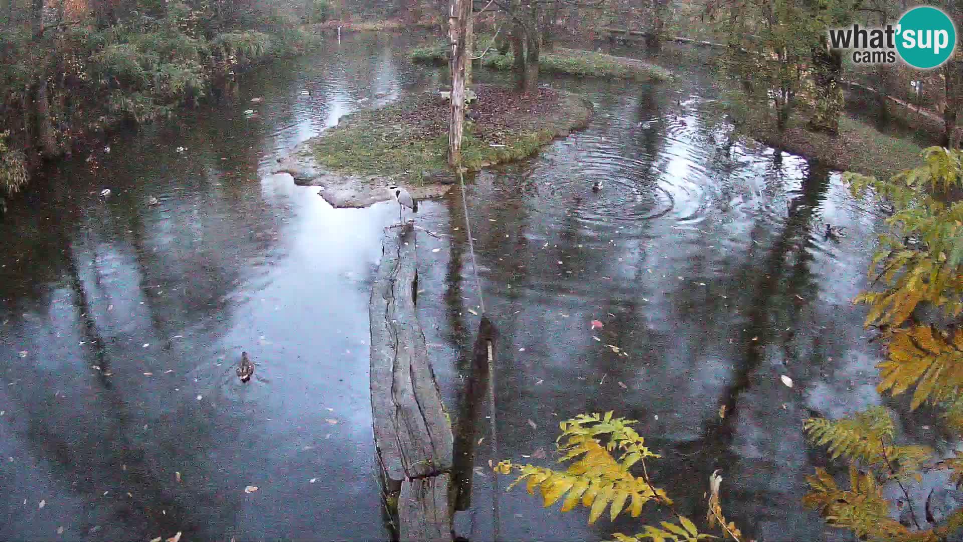 Schwarzweiße Vari Zoo Ljubljana webcam