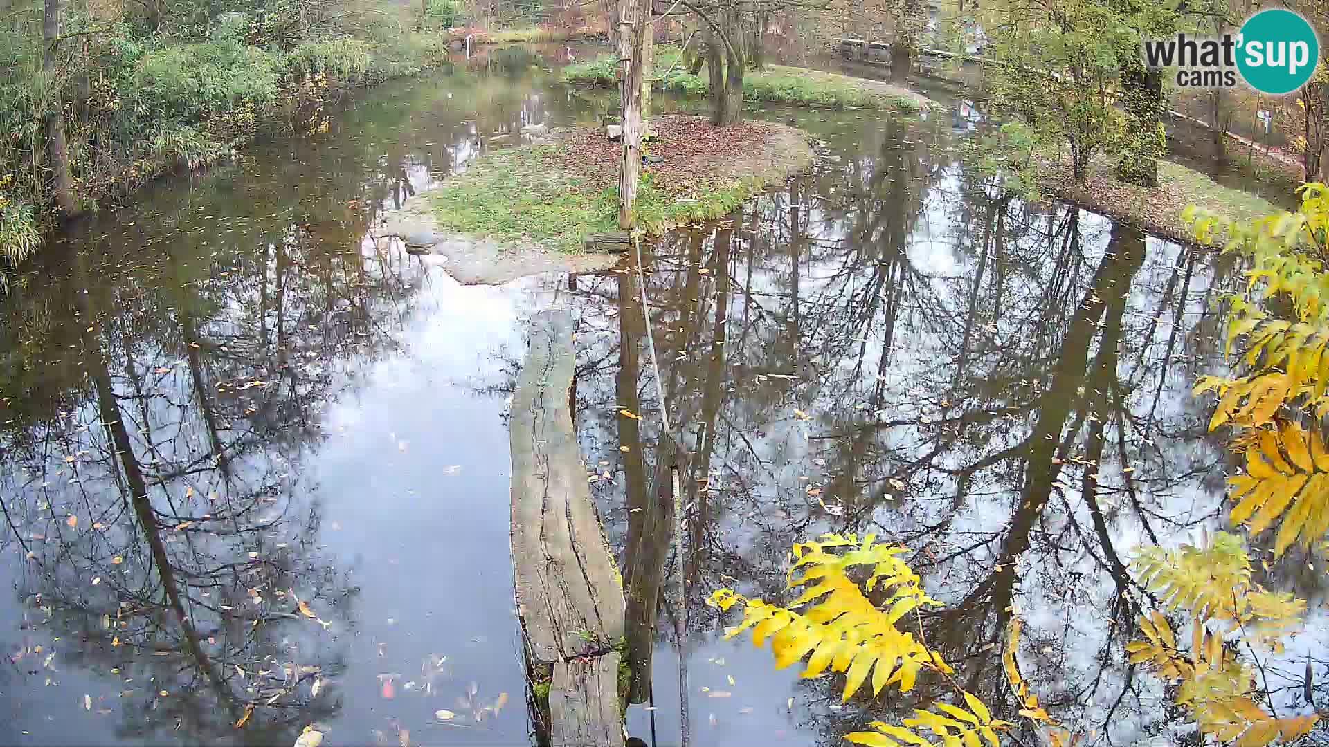 Vari noir et blanc – Ljubljana ZOO  livecam