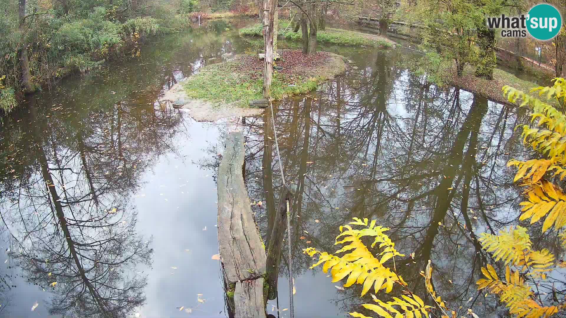 Vari noir et blanc – Ljubljana ZOO  livecam