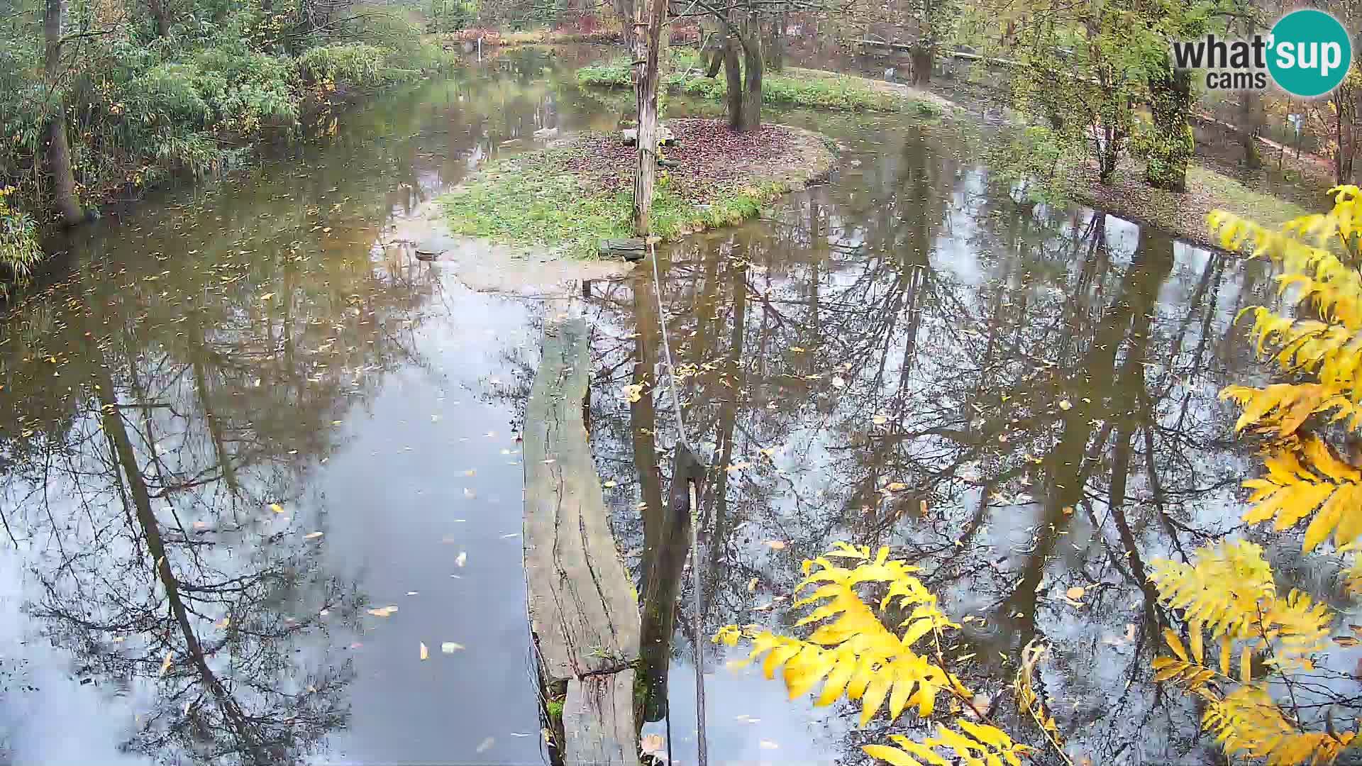 Navadni vari u živo – Ljubljana zoo