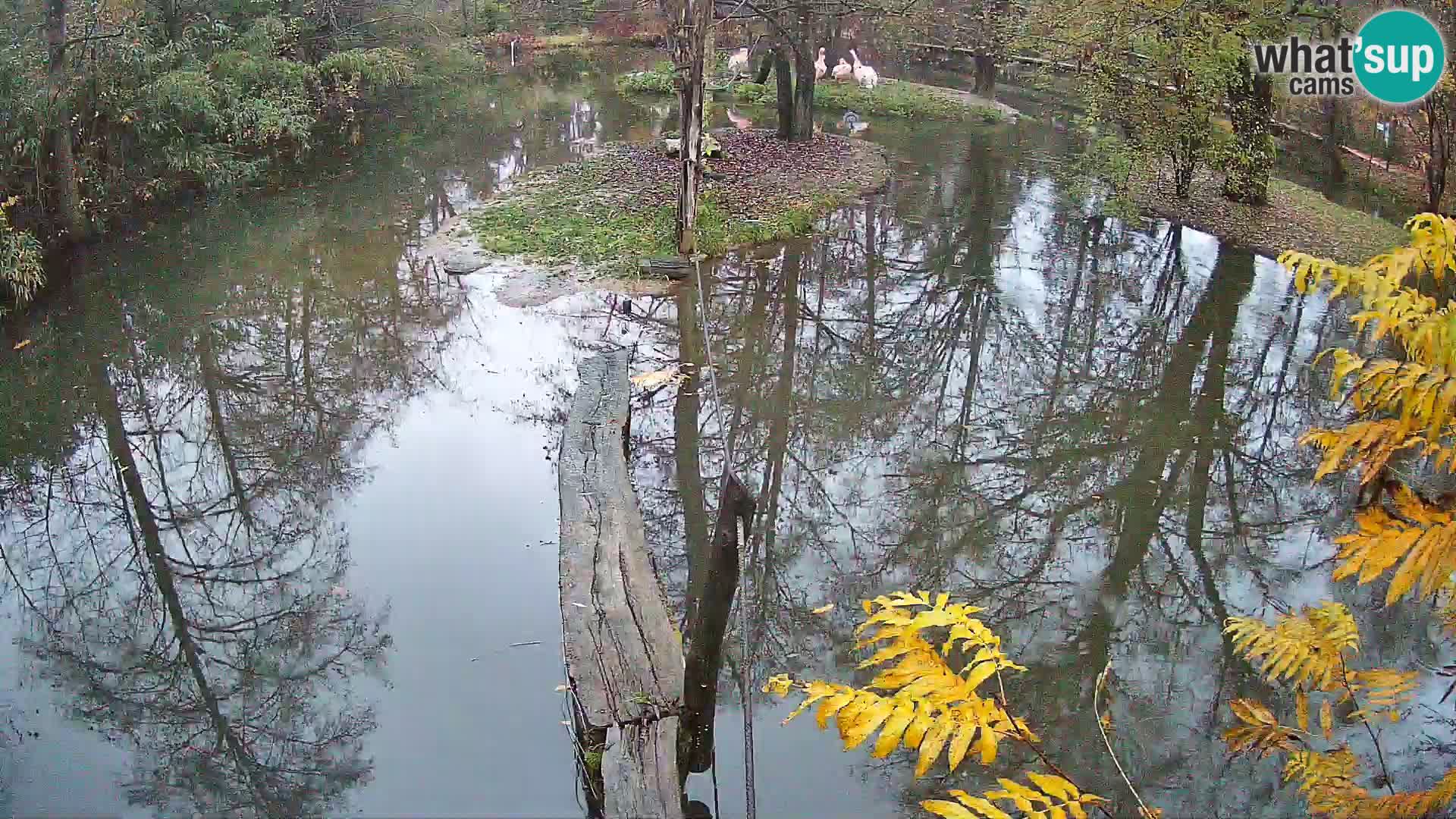 Vari bianconero Zoo Ljubljana webcam