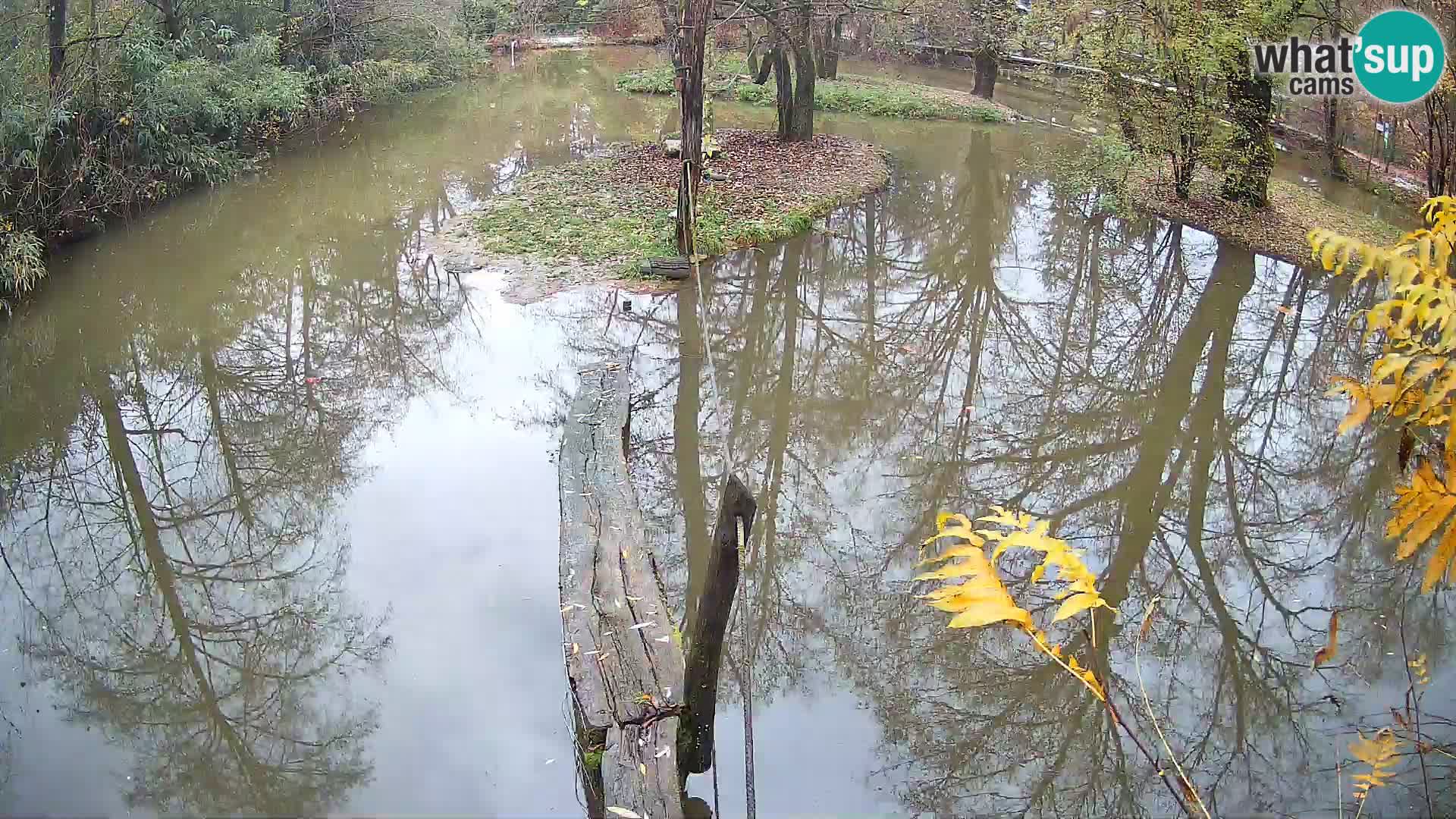 Lémur rufo blanco y negro – Ljubljana Zoo en vivo