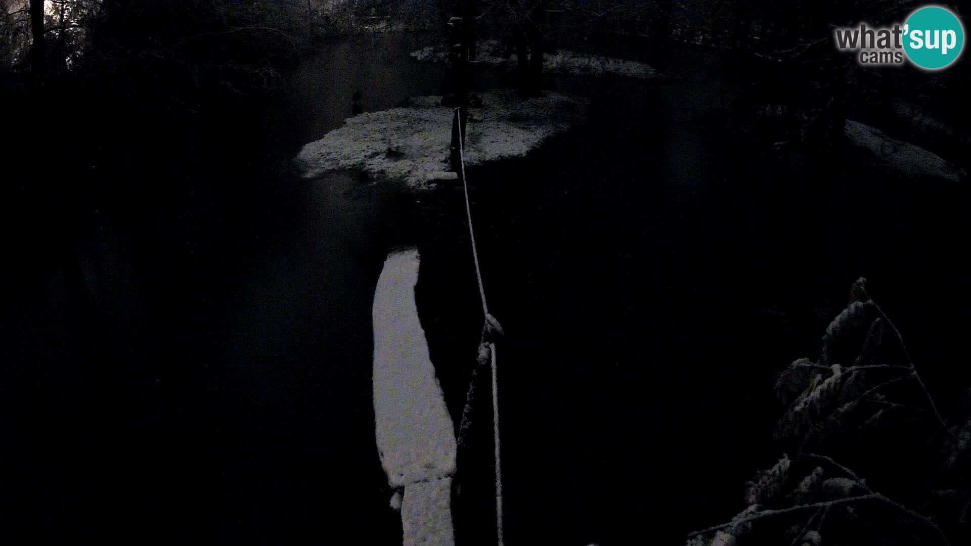 Black and white ruffed lemur Ljubljana Zoo live cam