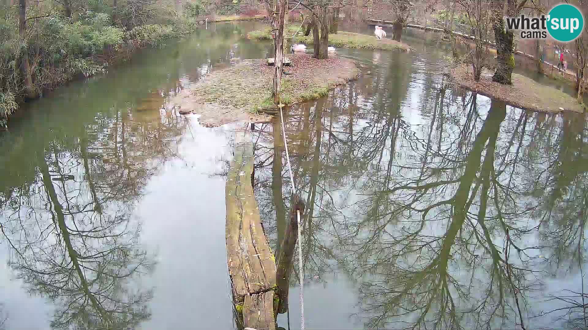 Navadni vari u živo – Ljubljana zoo