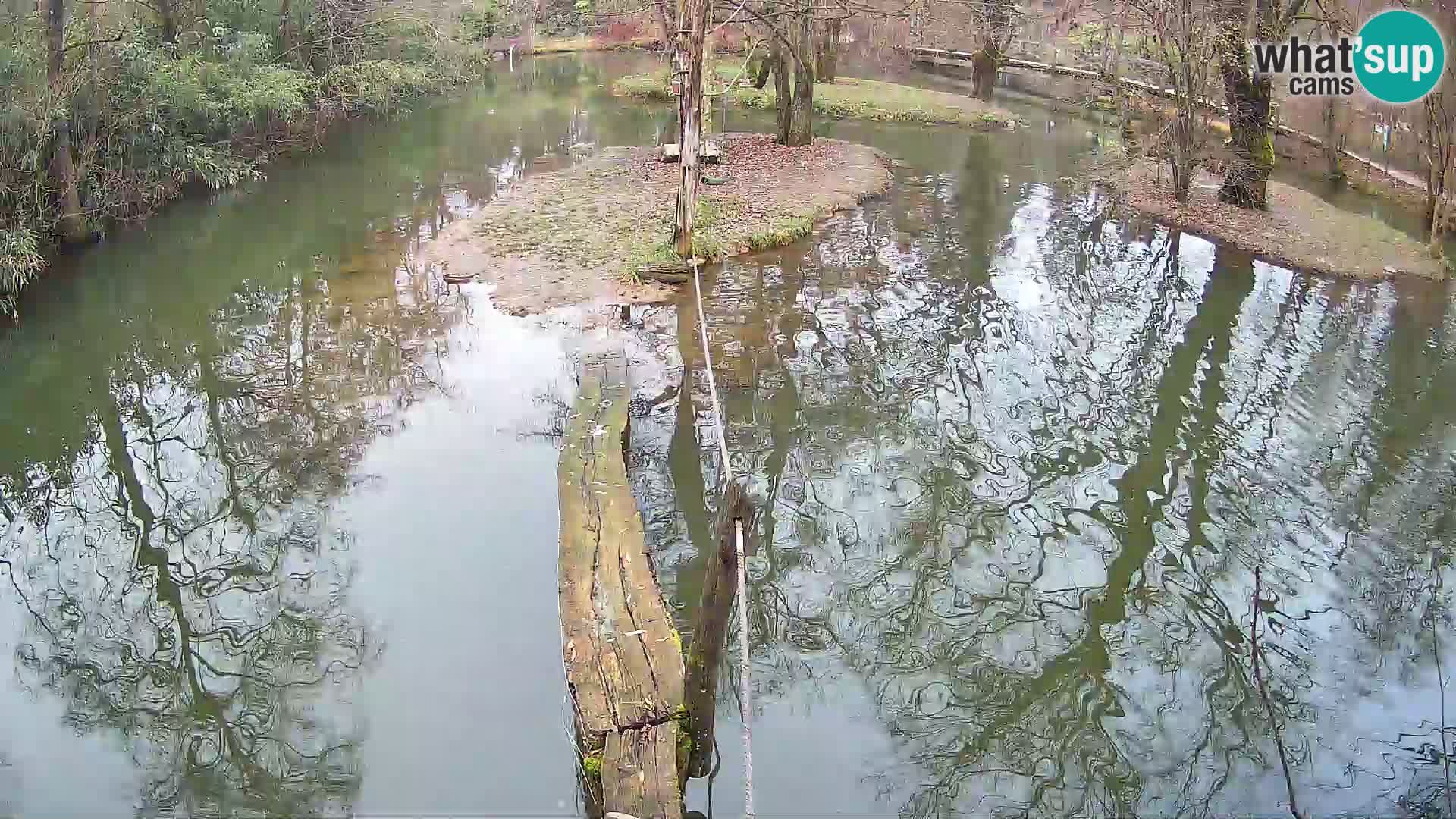 Lémur rufo blanco y negro – Ljubljana Zoo en vivo