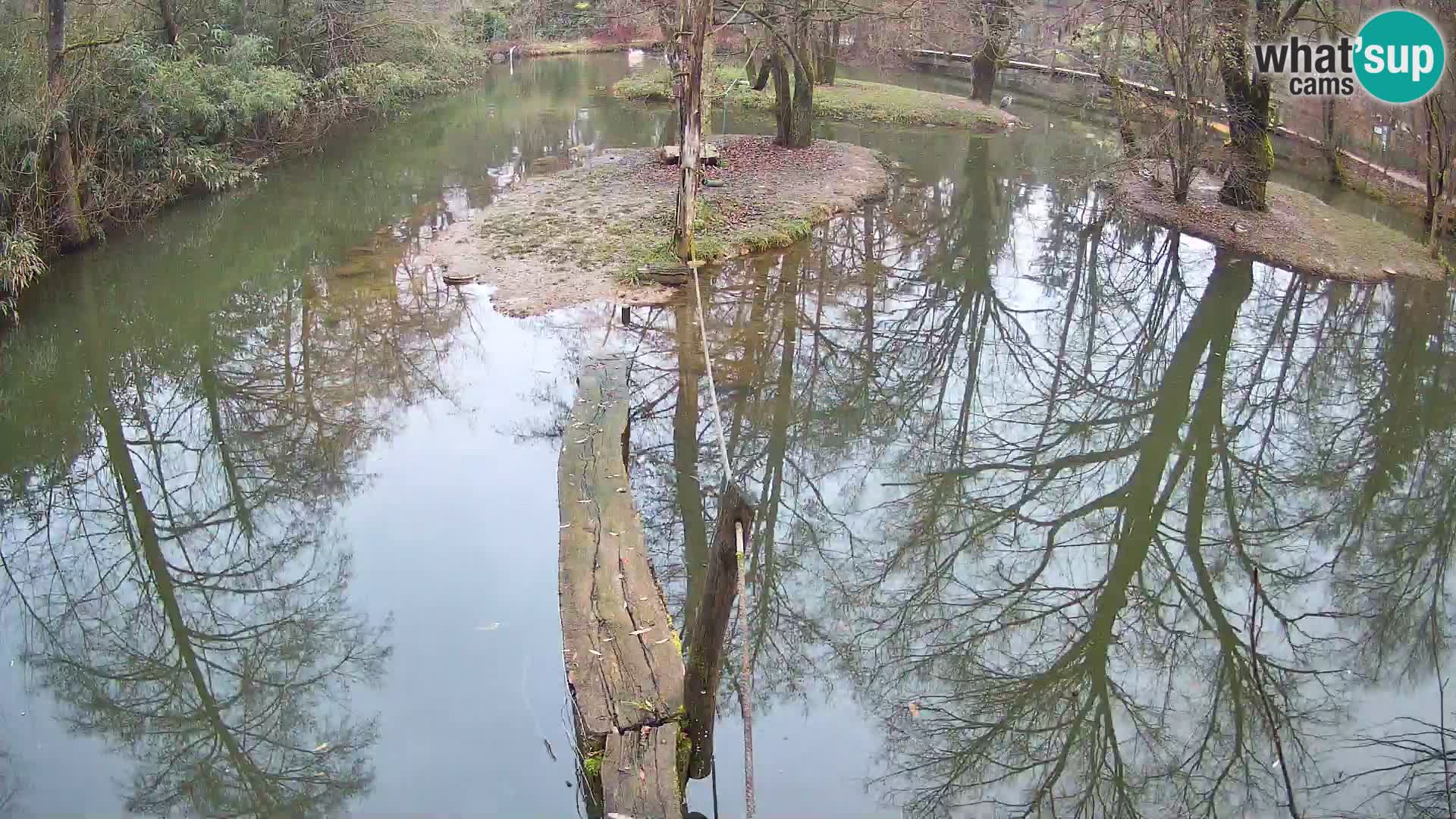 Navadni vari u živo – Ljubljana zoo