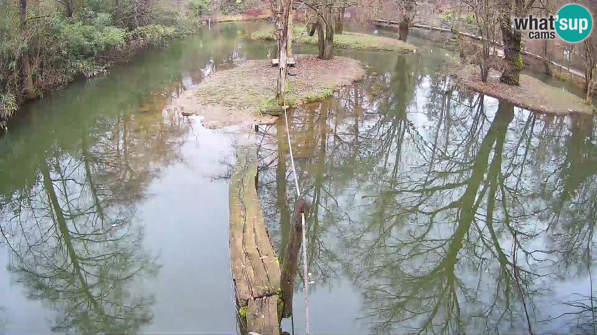 Vari noir et blanc – Ljubljana ZOO livecam