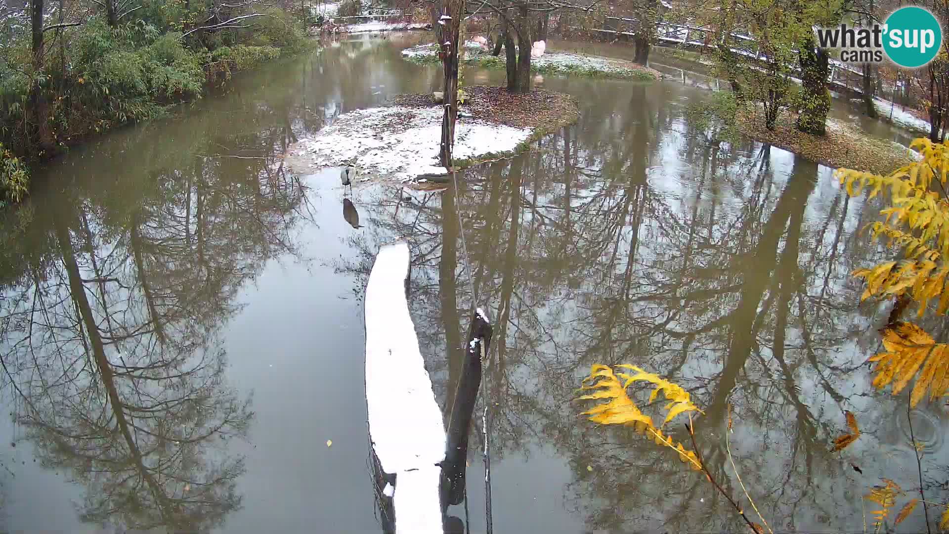 Navadni vari v živo – Ljubljana živalski vrt