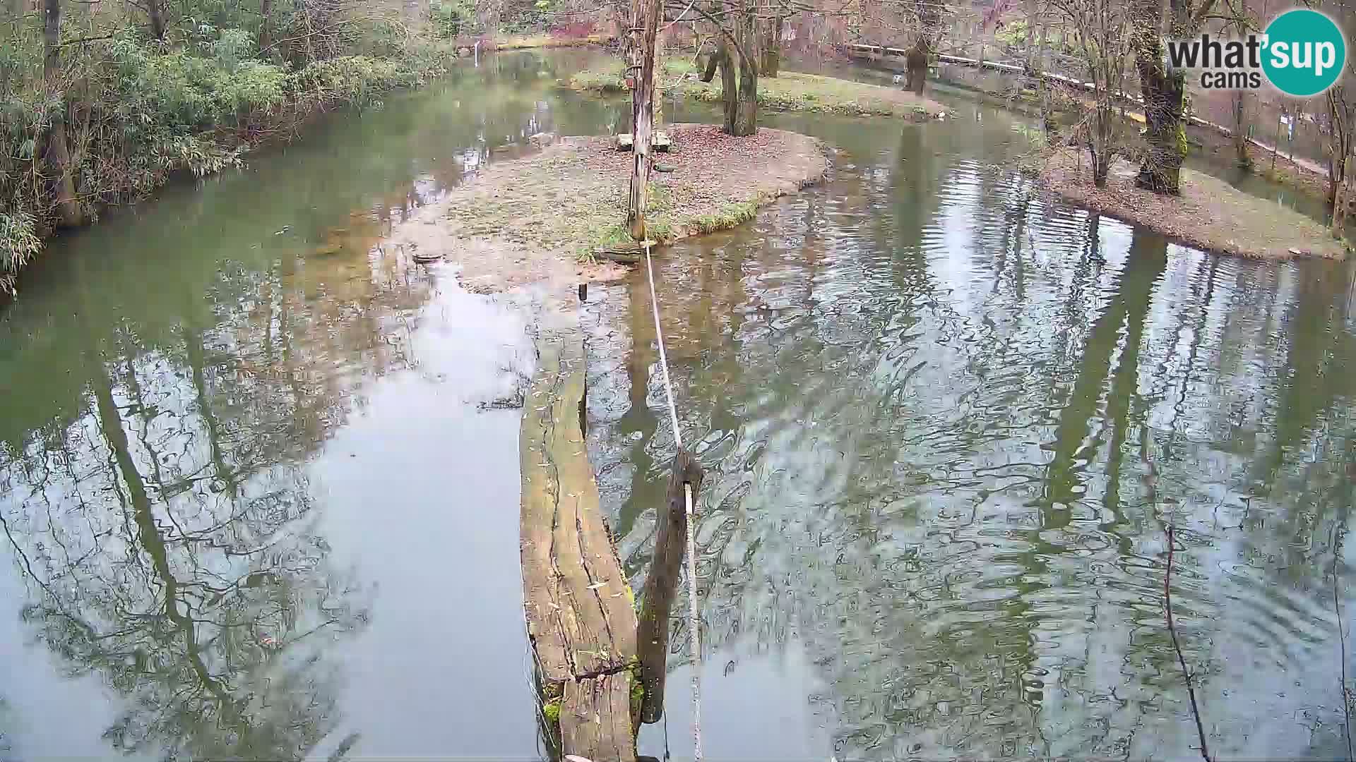 Vari noir et blanc – Ljubljana ZOO  livecam