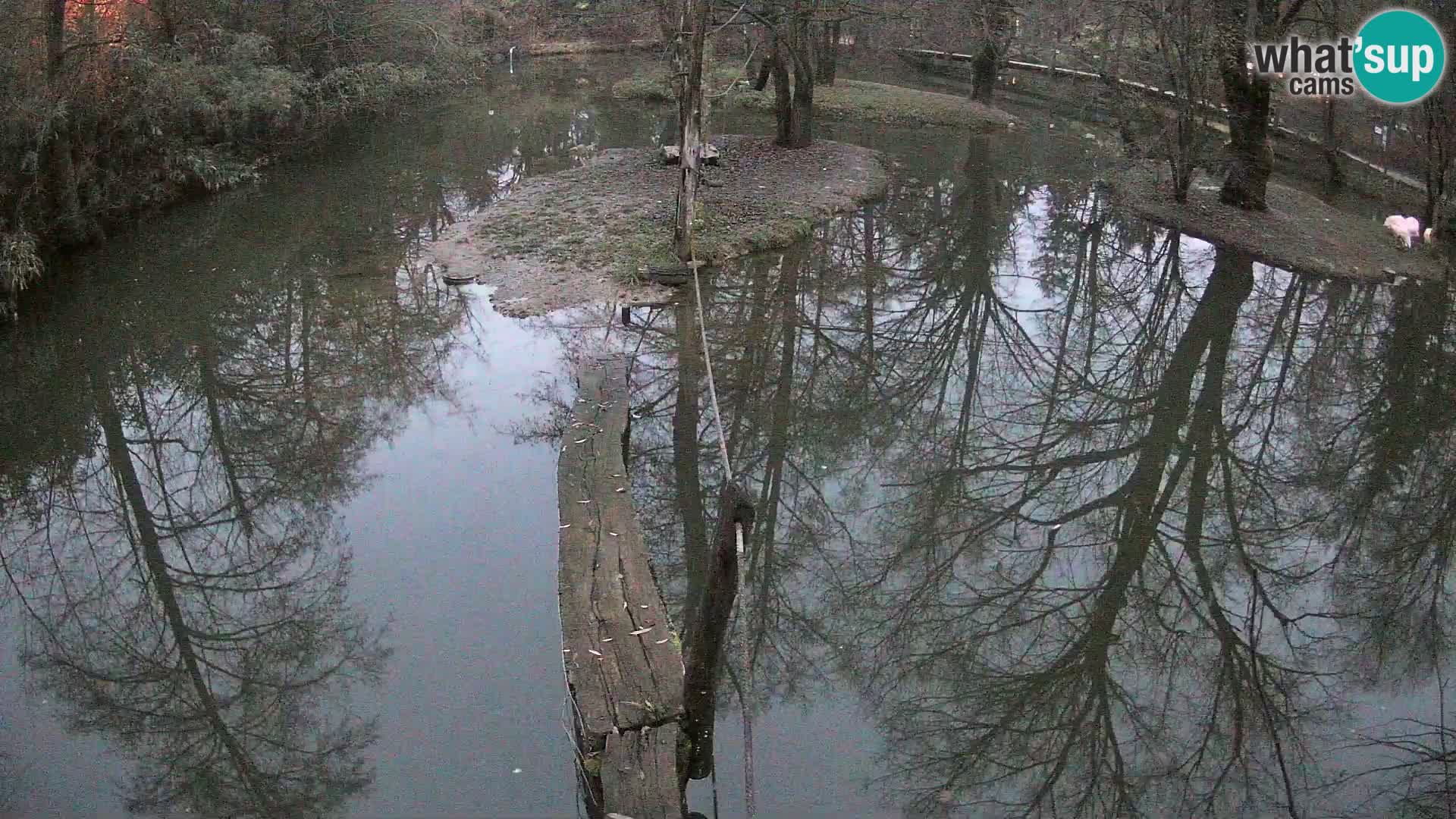 Lémur rufo blanco y negro – Ljubljana Zoo en vivo