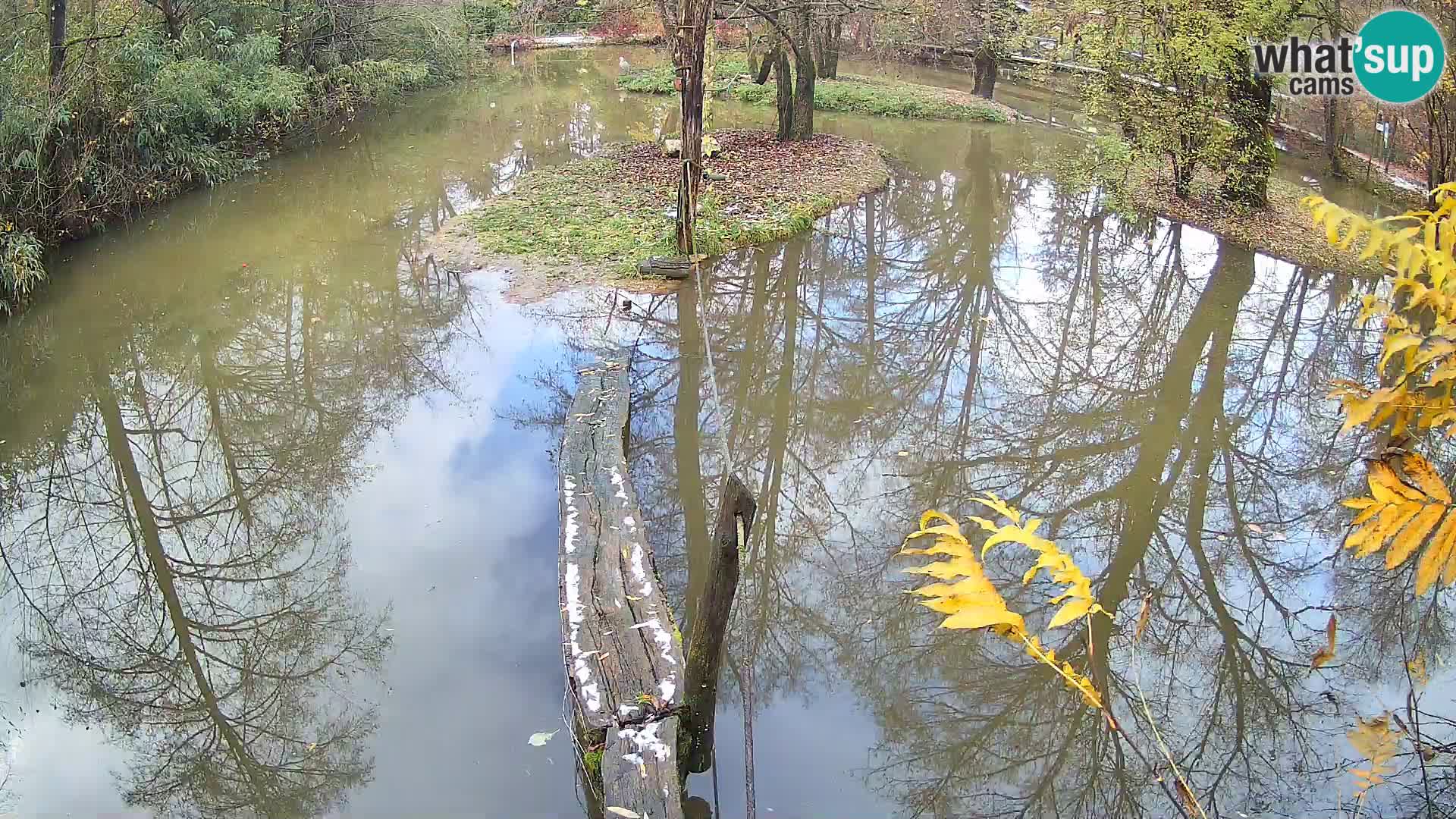 Vari bianconero Zoo Ljubljana webcam