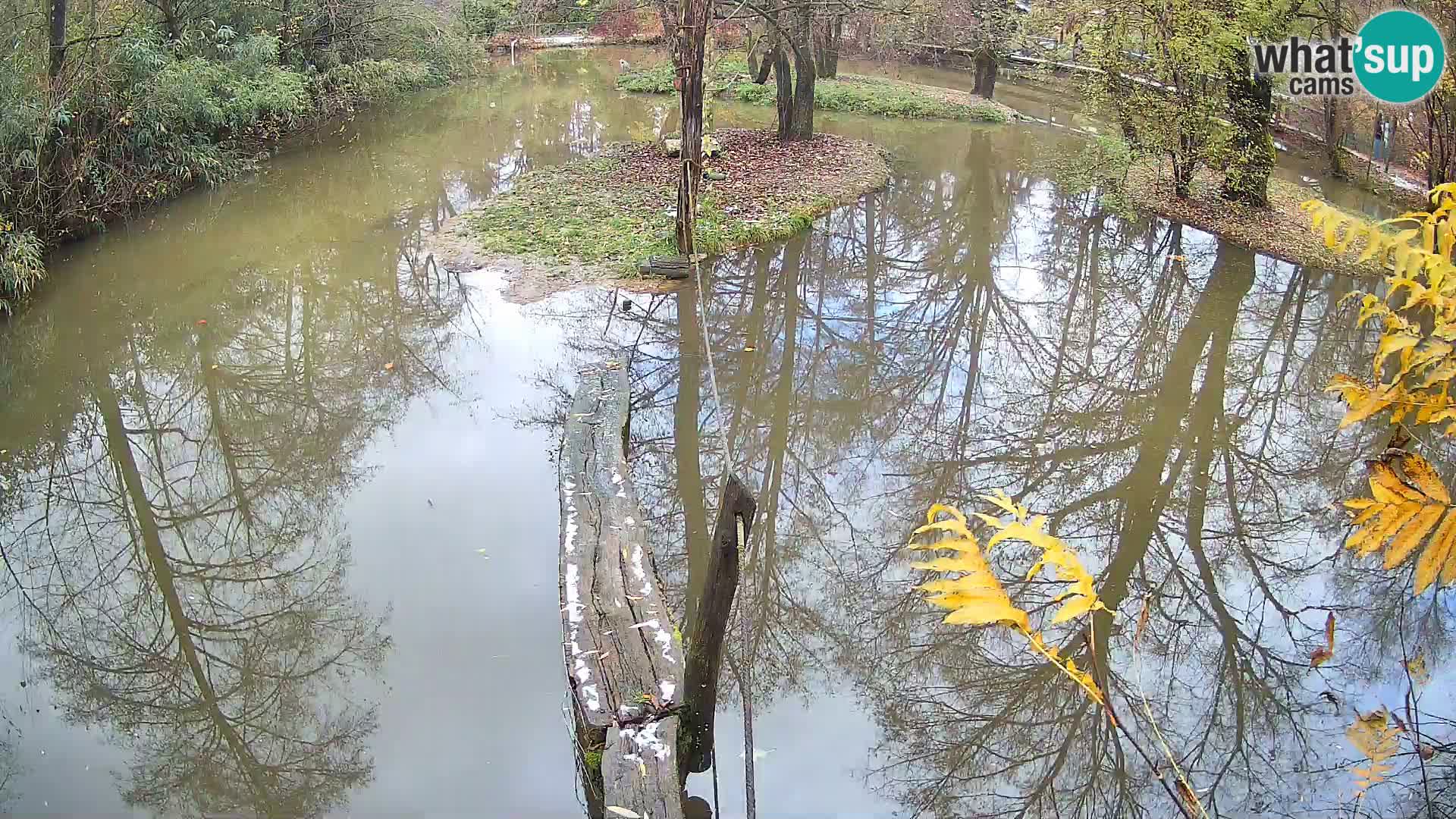 Vari bianconero Zoo Ljubljana webcam