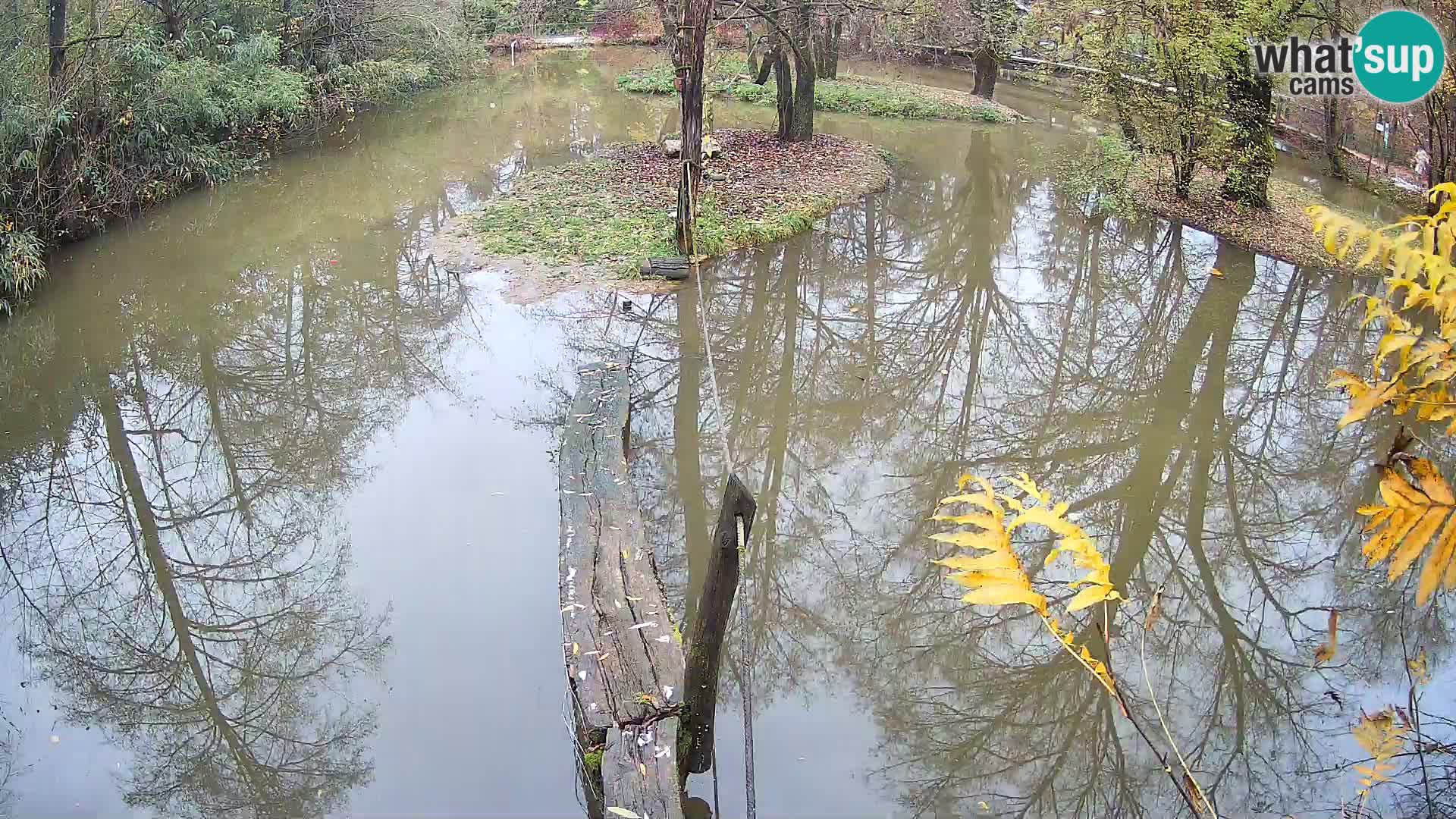 Schwarzweiße Vari Zoo Ljubljana webcam