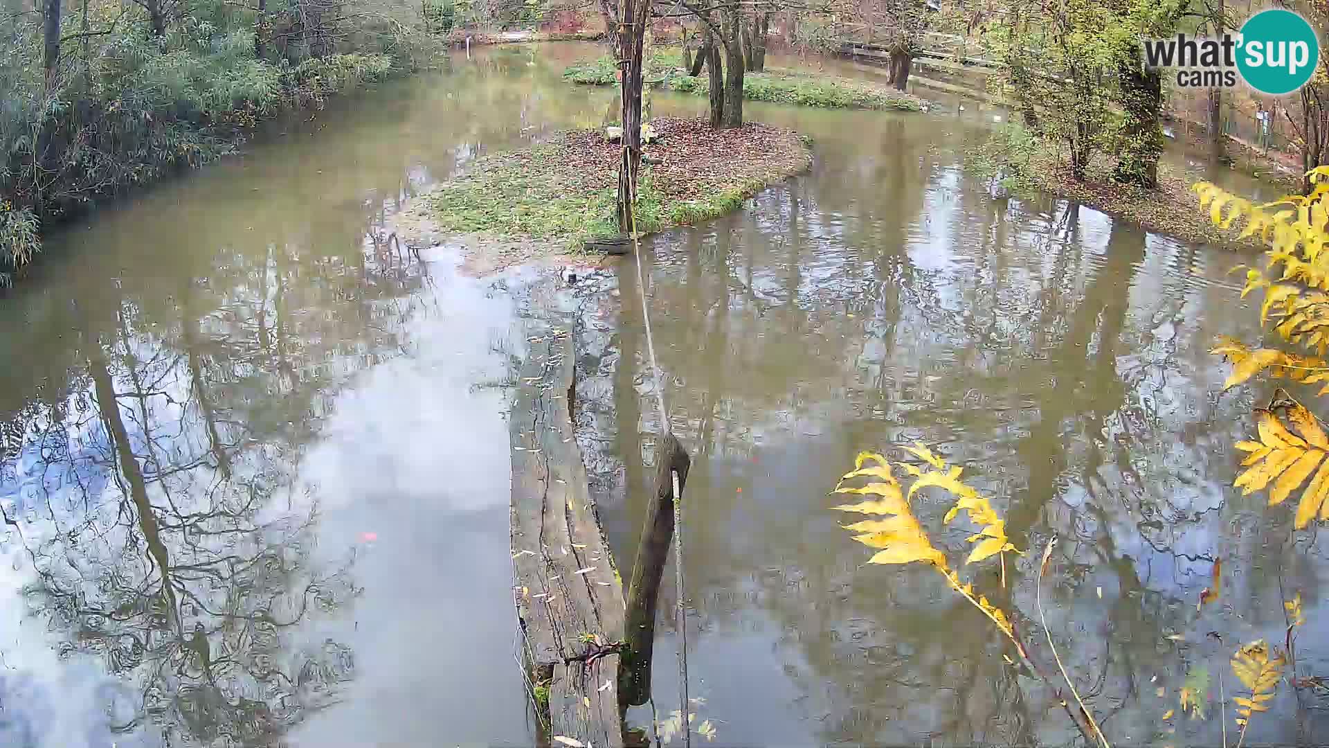 Vari bianconero Zoo Ljubljana webcam