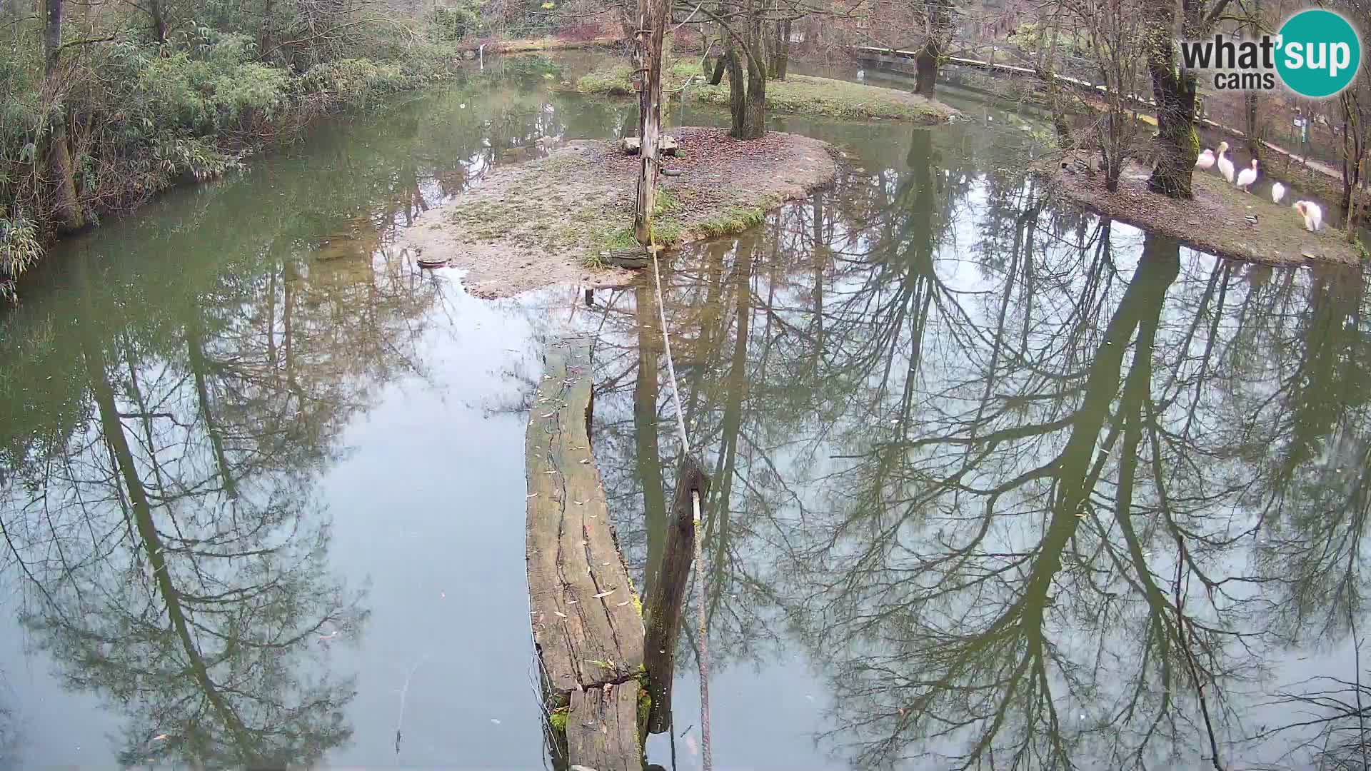 Schwarzweiße Vari Zoo Ljubljana webcam