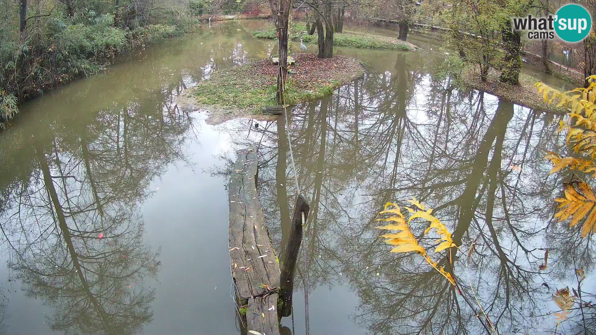 Vari bianconero Zoo Ljubljana webcam