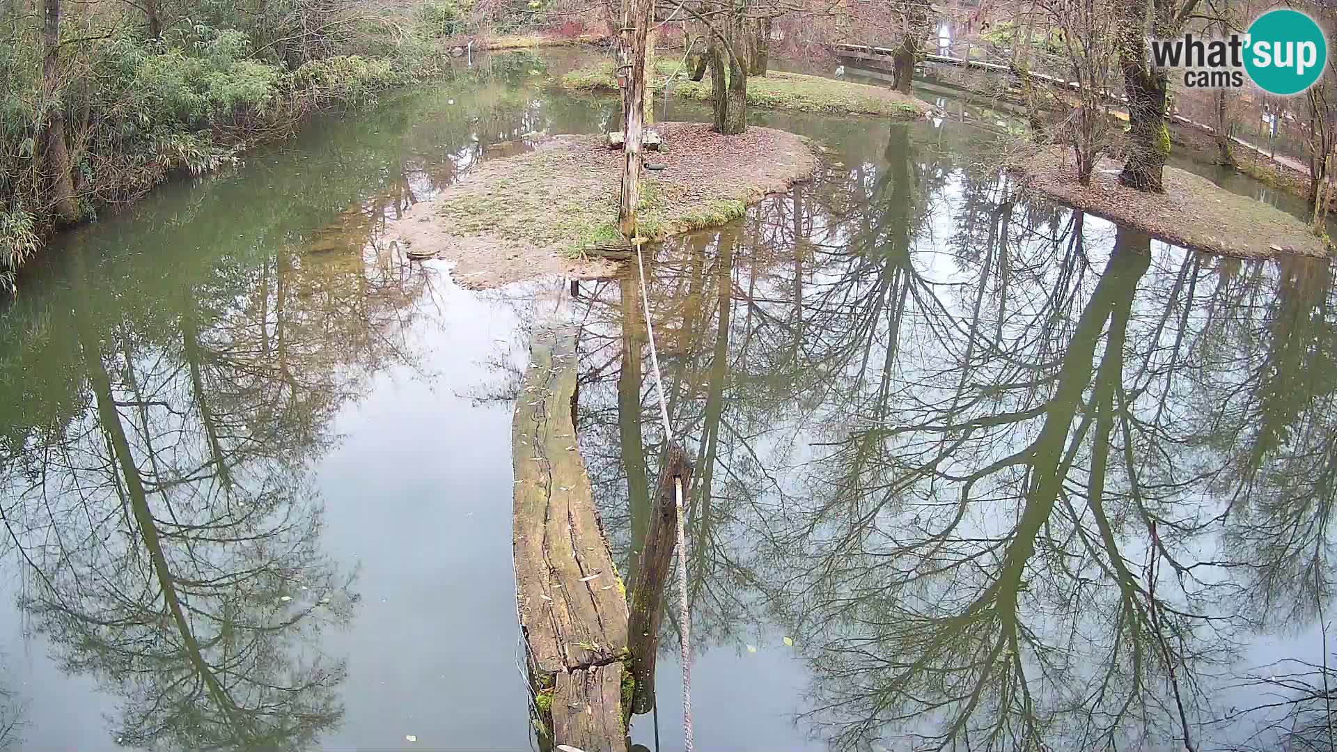 Navadni vari u živo – Ljubljana zoo
