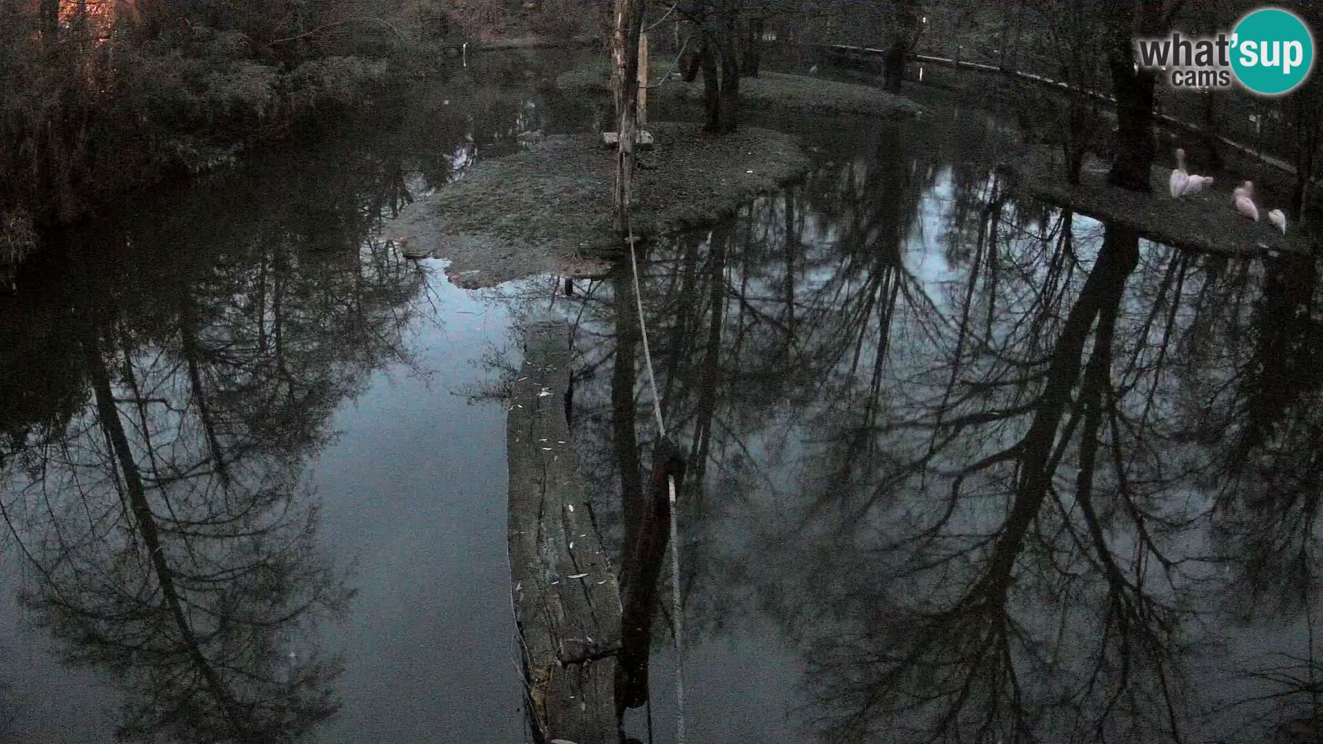Vari bianconero Zoo Ljubljana webcam