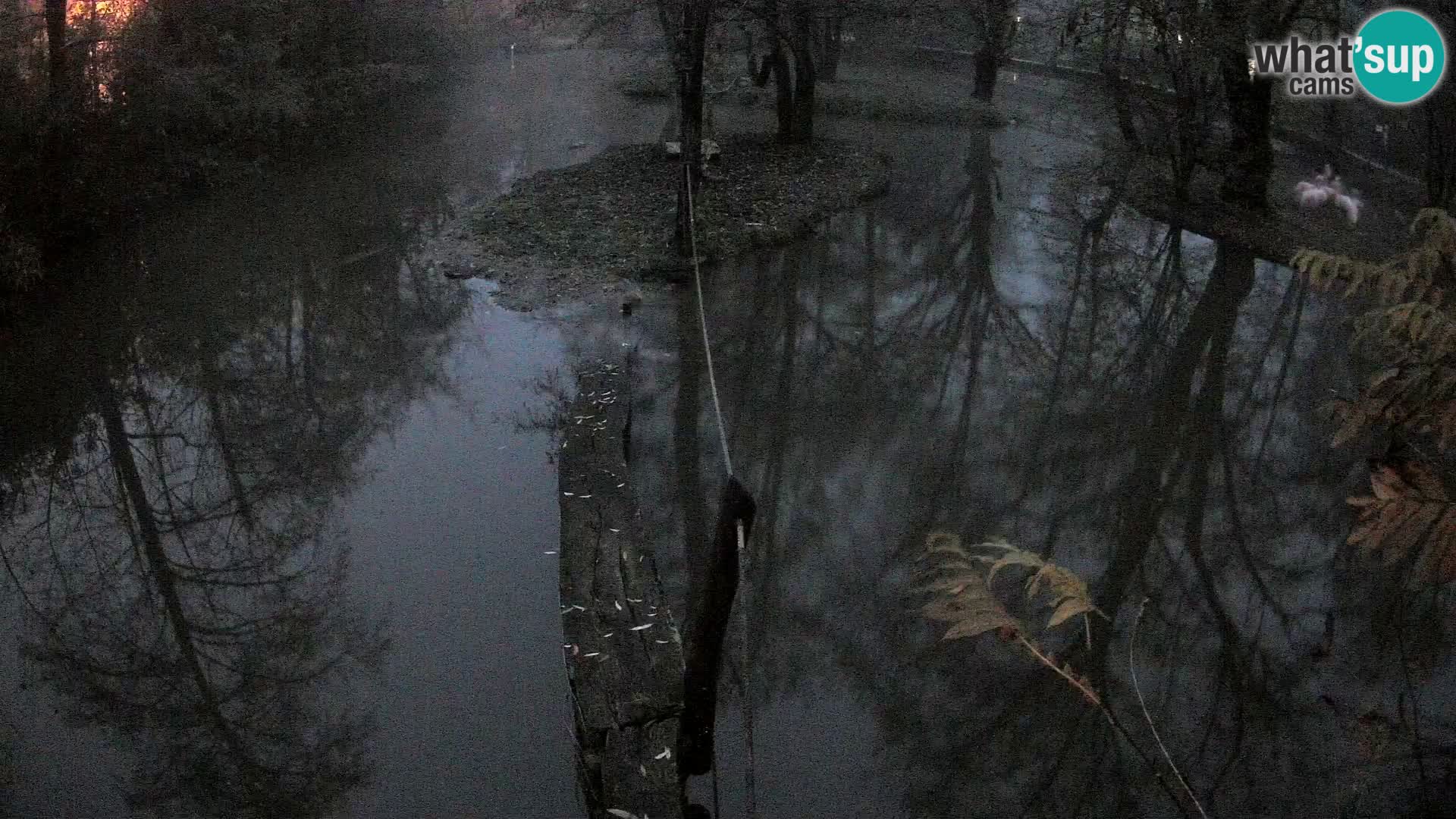 Vari noir et blanc – Ljubljana ZOO  livecam