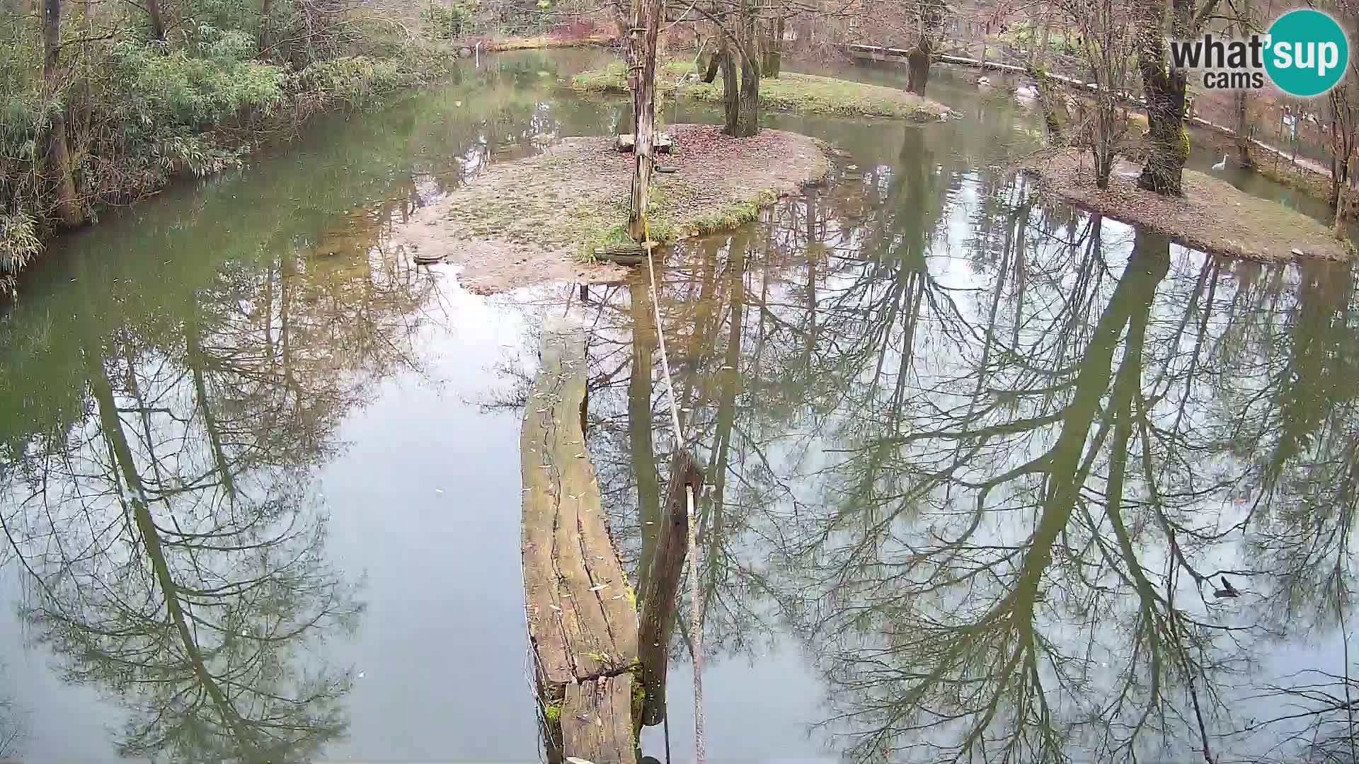 Navadni vari v živo – Ljubljana živalski vrt