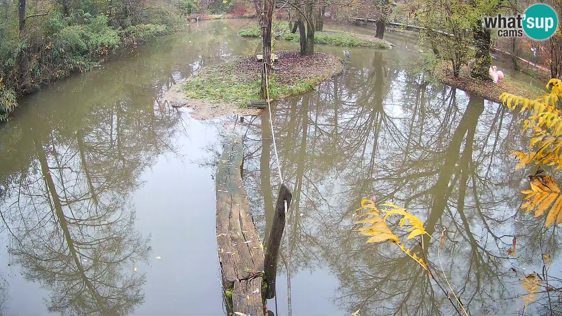 Schwarzweiße Vari Zoo Ljubljana webcam