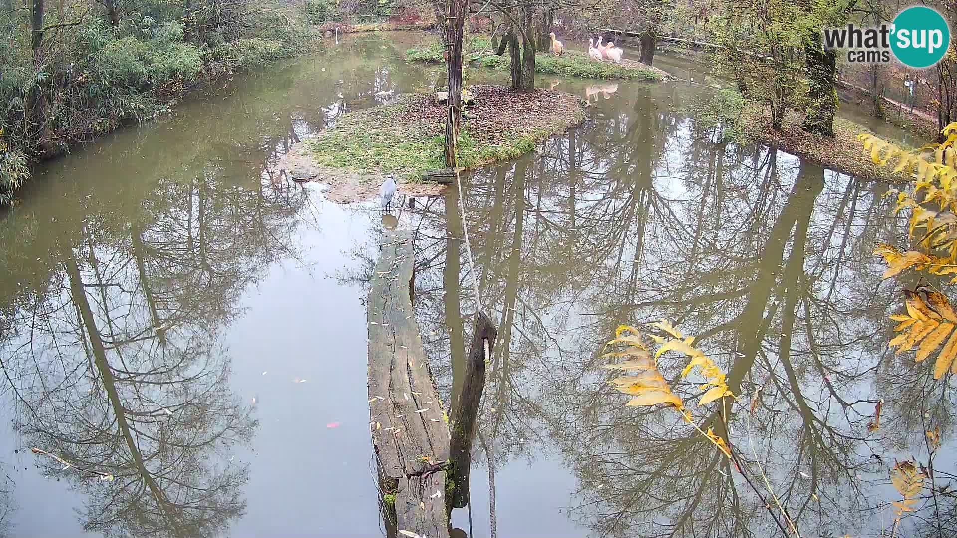Vari noir et blanc – Ljubljana ZOO  livecam