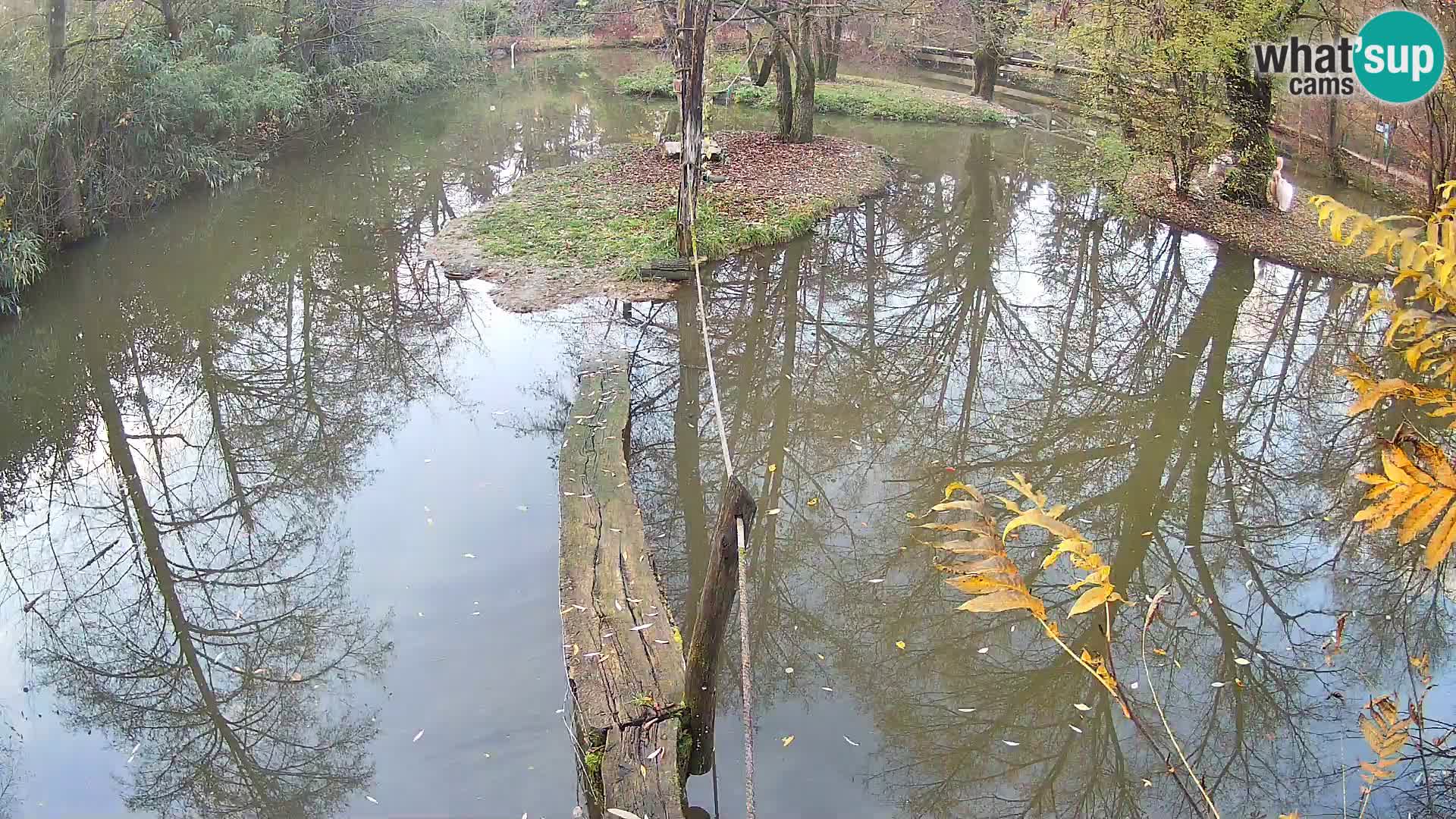 Navadni vari u živo – Ljubljana zoo