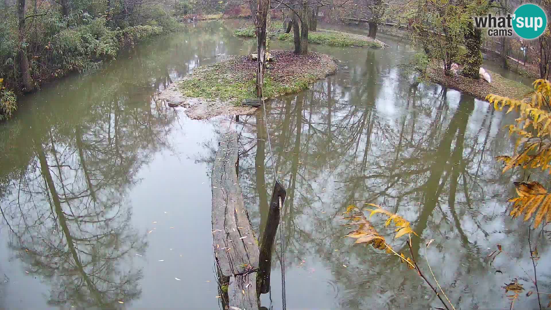 Vari bianconero Zoo Ljubljana webcam